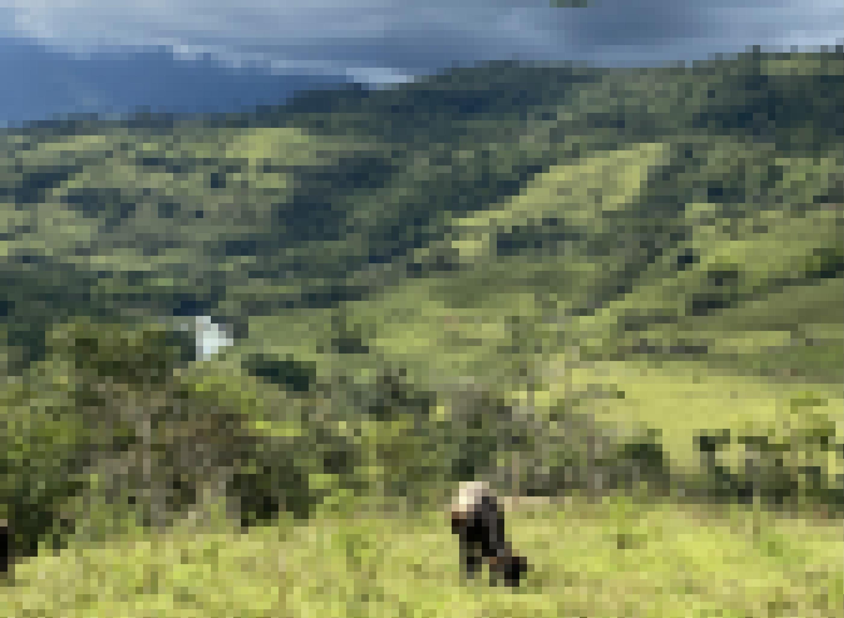 Eine weidende Kuh im Vordergrund, dahinter grüne Hügel und dann blaue Berge am Horizont, in dunkle Wolken gehüllt.
