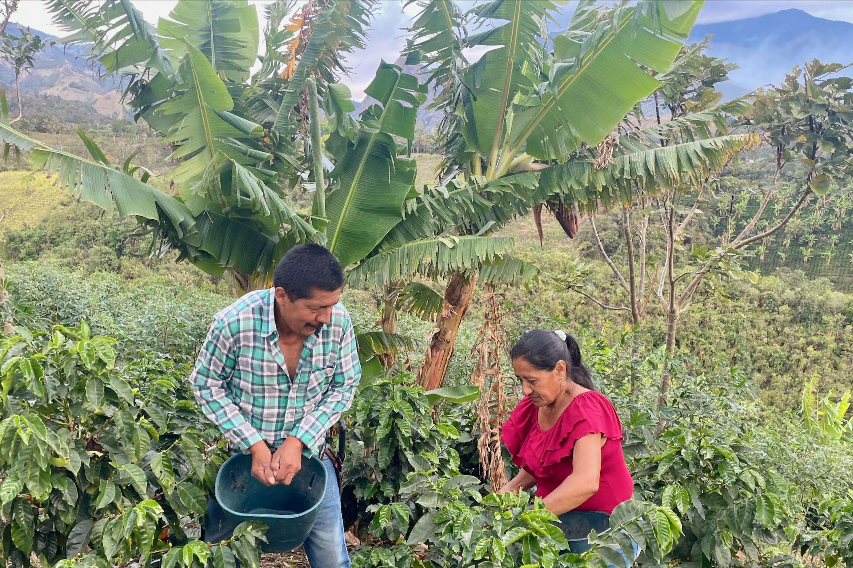 Ein Mann und eine Frau mittleren Alters stehen in einem Kaffeehain mit einzelnen Schattenbäumen (im dem Fall eine Bananenpalme und zwei noch recht kleine Bäumchen). Er trägt Jeans und Hemd, sie T-shirt. Der Rest ist nicht zu sehen, denn die Kaffeesträucher reichen fast bis zu ihrer Brust. Er hat sich einen Eimer um die Hüfte geschnallt. Im Hintergrund sind blau-grüne Berge zu sehen, teils mit Pflanzungen.