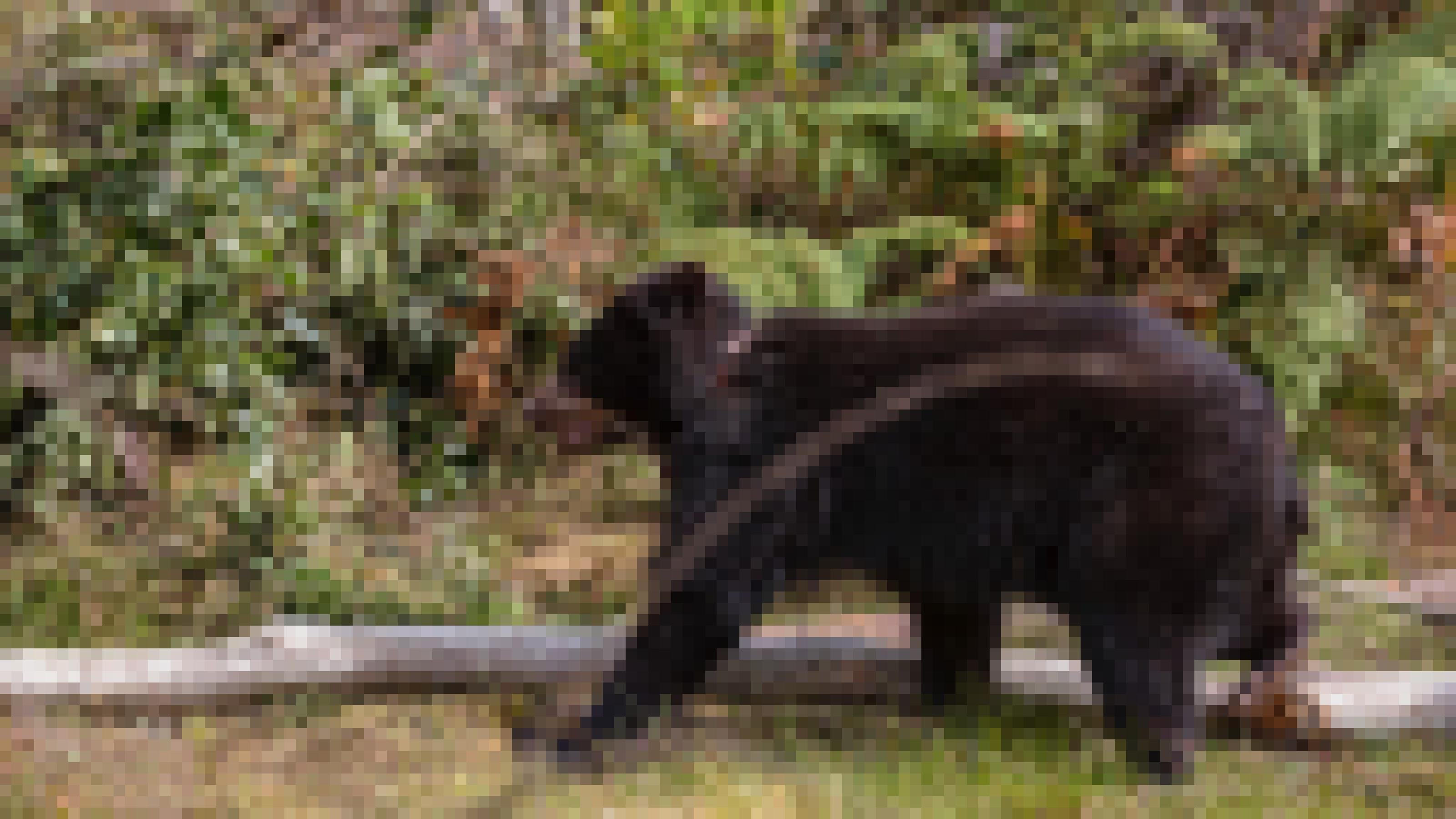 Ein offenbar noch junger, weil struppiger Bär läuft durchs Bild. In dem schwarzen Fell sind seine Augen kaum zu erkennen. Er trägt ein Band um den Hals.
