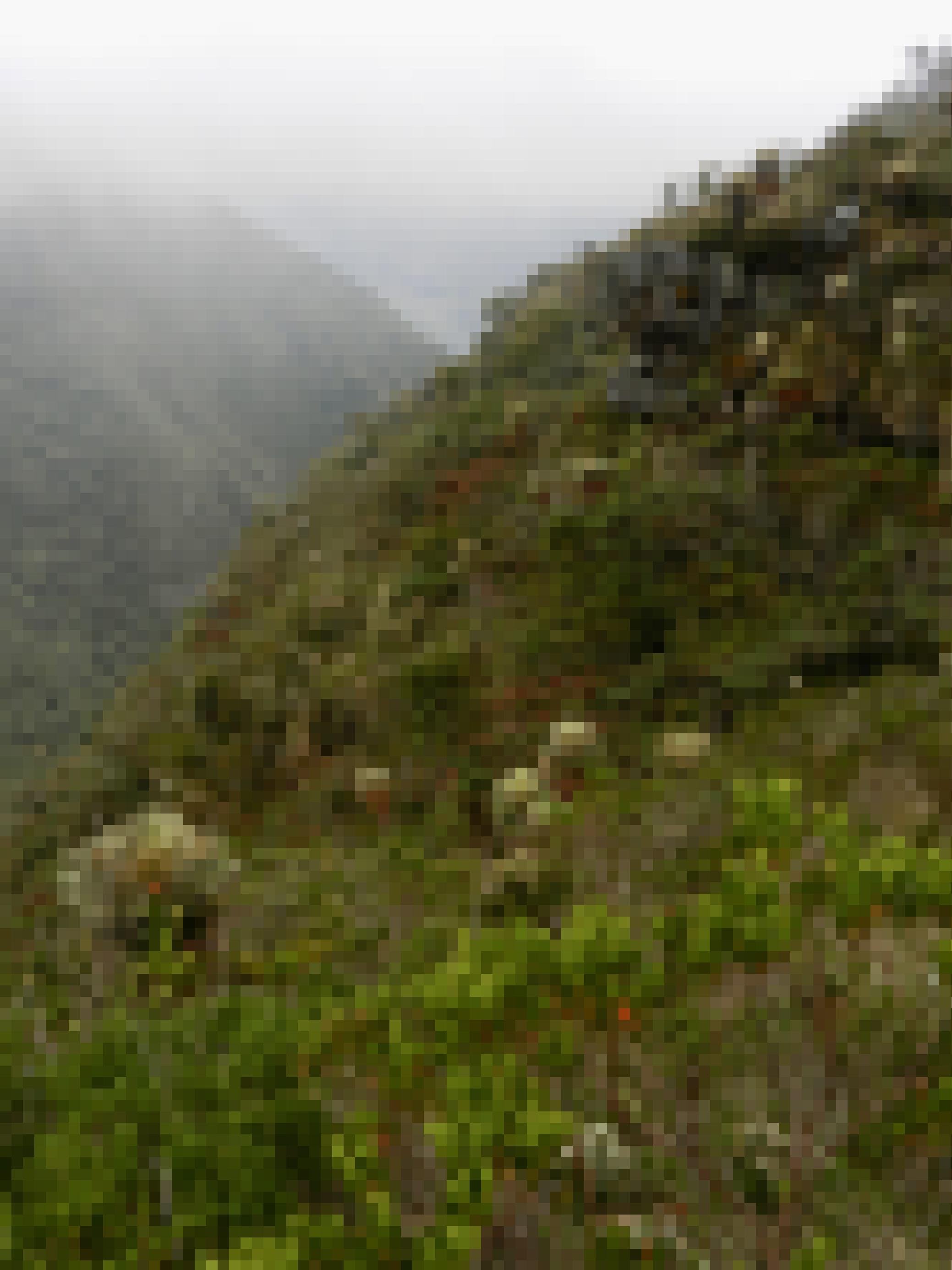 Steiler Berghang mit Büschen und Frailejones mit breiten, behaarten Blättern. Eine Vielzahl an Grüntönen, aus denen wie kleine rote Punkte einzelne Blüten hervorstechen. Im Hintergrund Nebel.