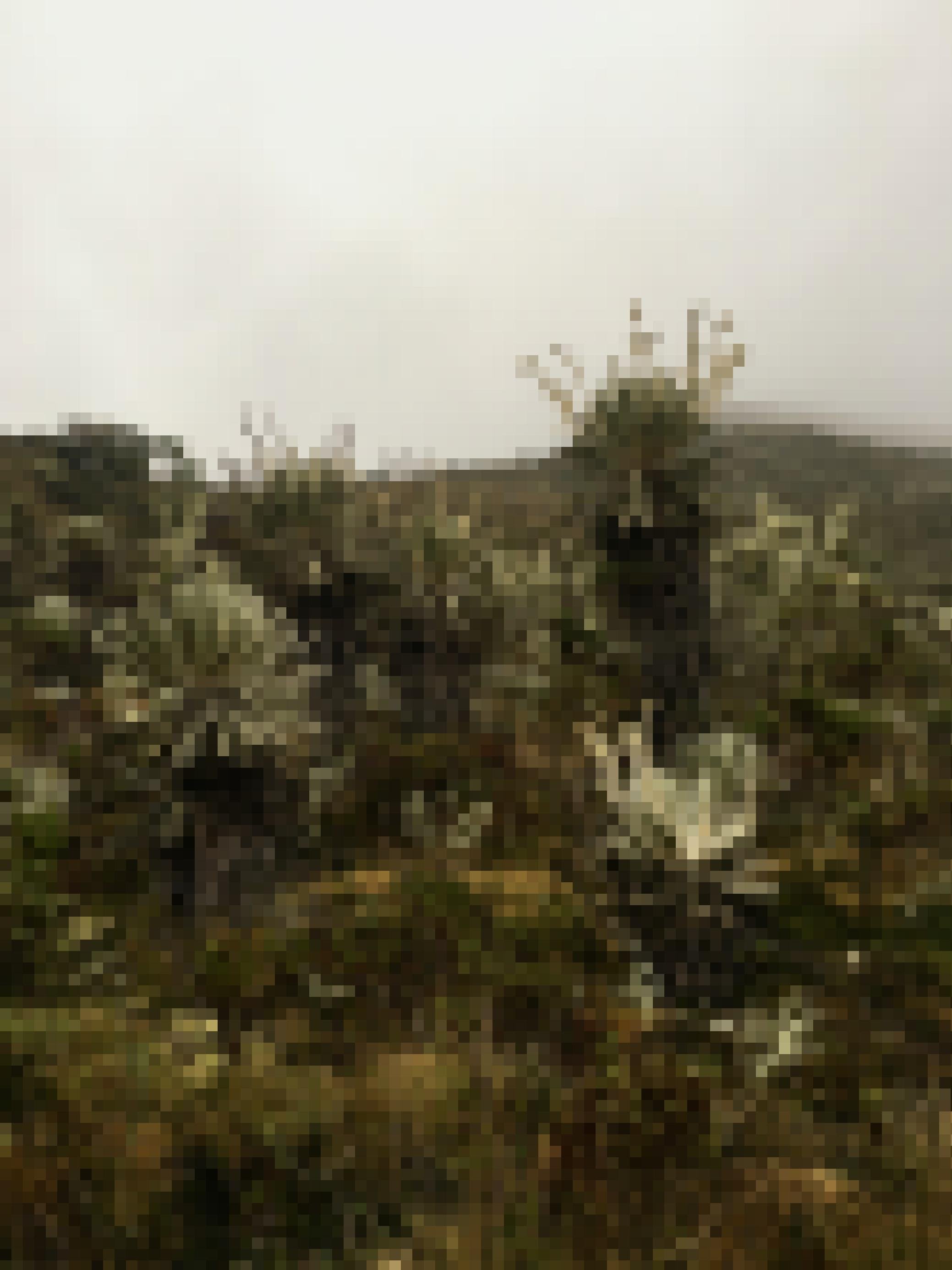 Von Grüntönen dominierte Berglandschaft mit viel Nebel. Pflanzen mit dicken Stämmen und darf einer Blätterkrone, die an eine Rastafrisur erinnert.  Aus diesen „Köpfen“ ragen dünne Stiele, an deren Enden gelbe, pelzige Blüten sitzen.