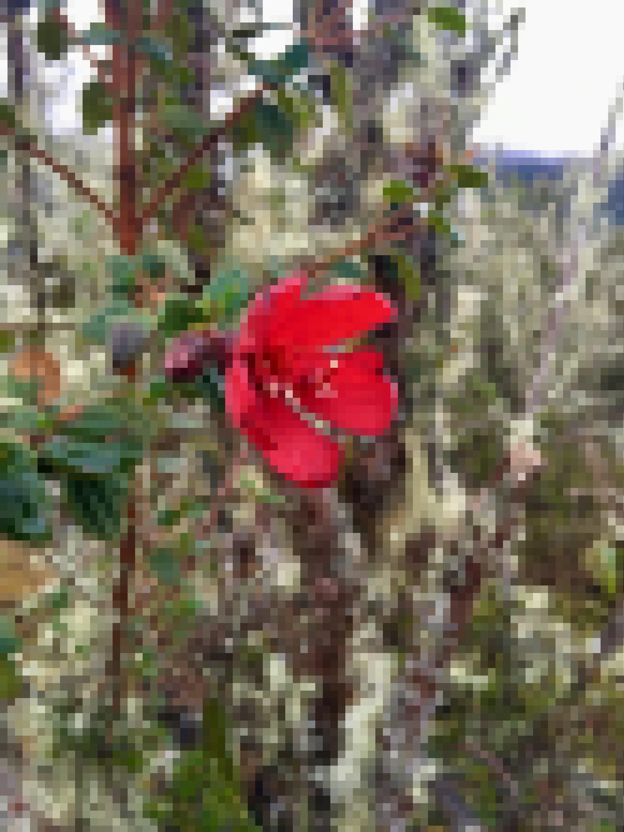 Nahaufnahme von Busch mit leuchtend roter Blüte und weißen Staubgefäßen.