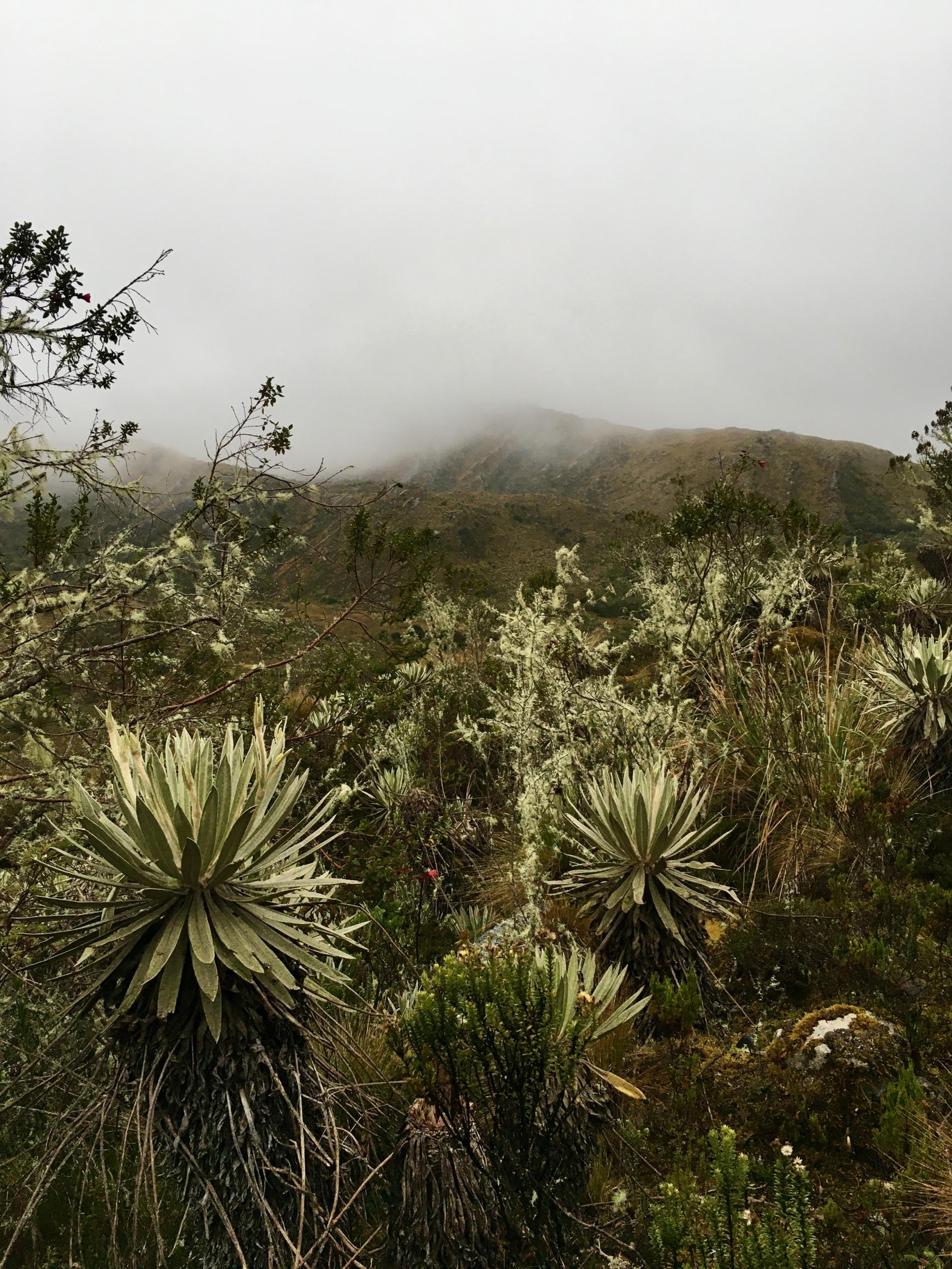 Eine Berglandschaft in Grün, Weiß, Braun und Grau. Eine Wolkenwand hängt über den Bergen. Im Vordergrund sind Pflanzen zu sehen, die an Mini-Palmen erinnern. Das sind die Frailejones.