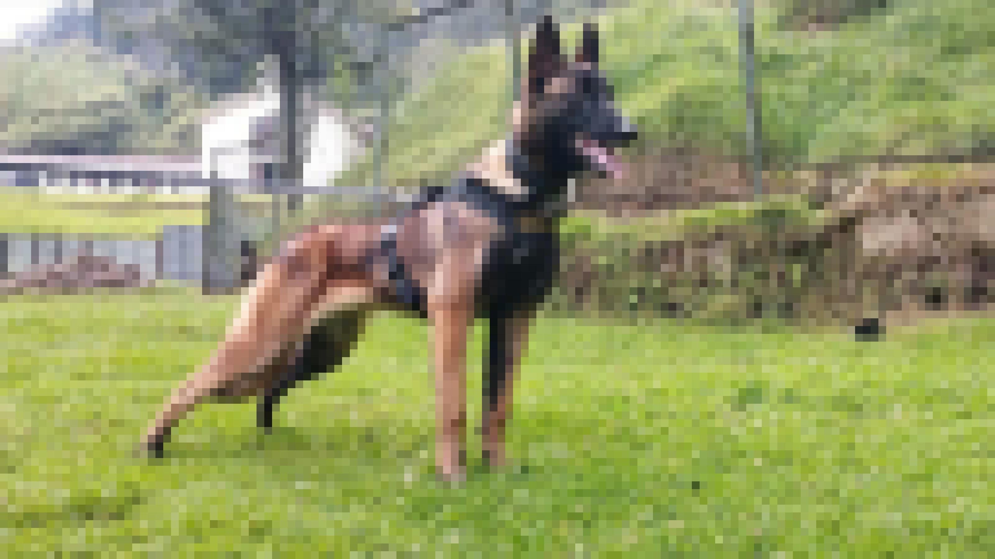 Wohl auf einem Trainingsgelände steht ein angespannter Schäferhund mit offener Schnauze. Er ist an einer Leine und trägt eine Art Weste um die Brust.
