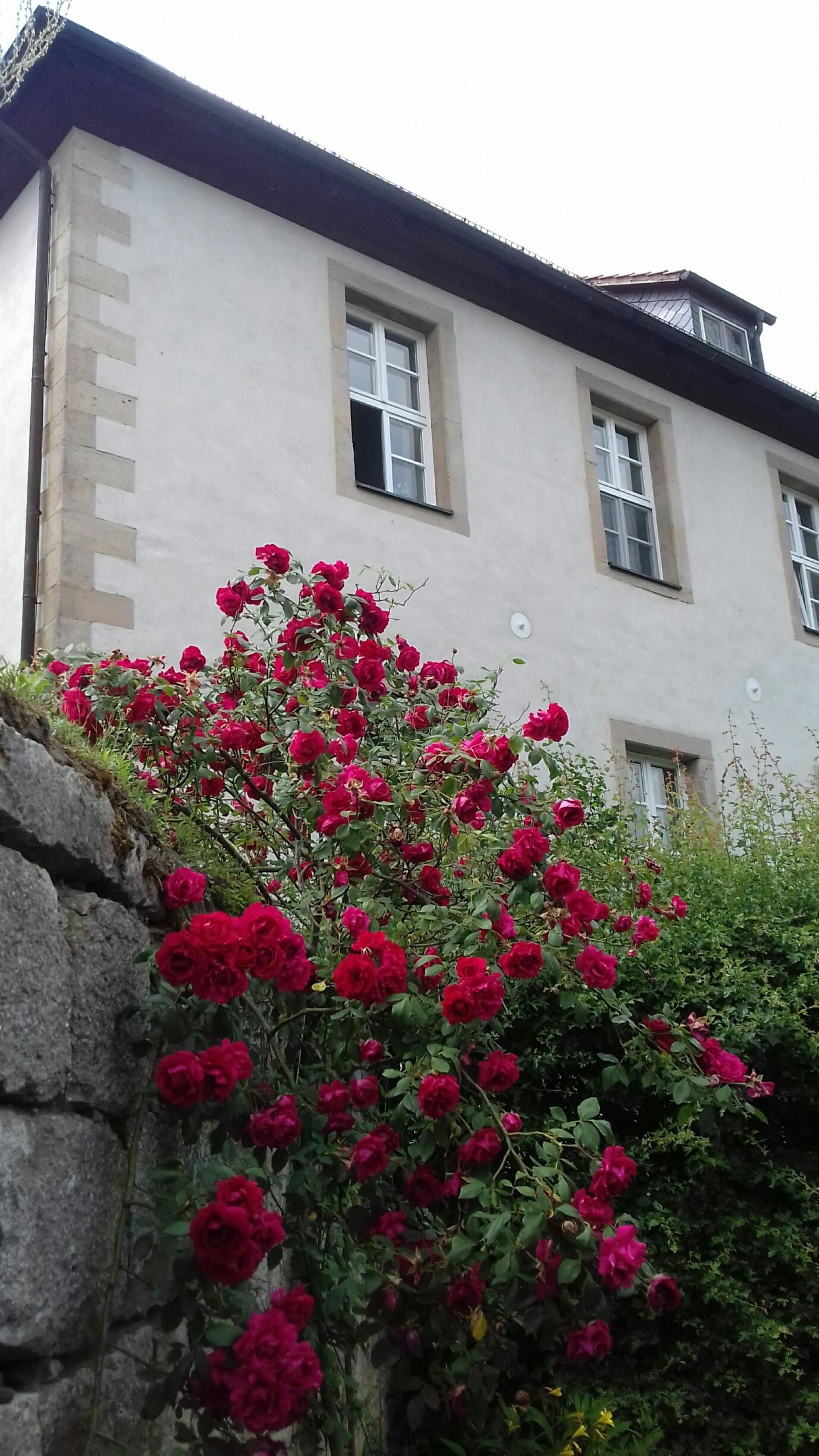 Rückseite des Konventgebäudes mit blühendem Rosenstrauch