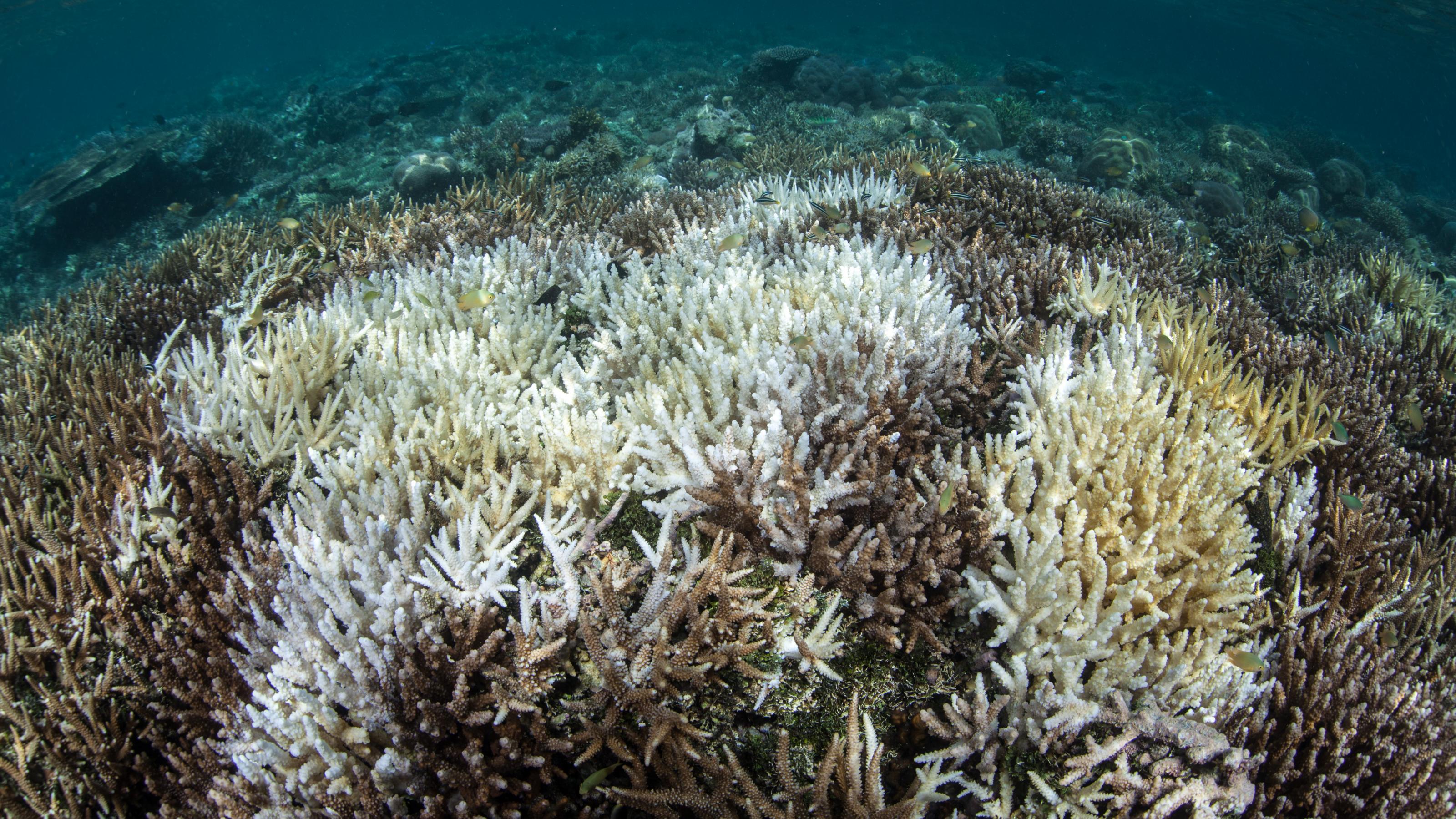 Im Meer sieht man mehrere graue und weiße Korallen – eine Korallenbleiche.
