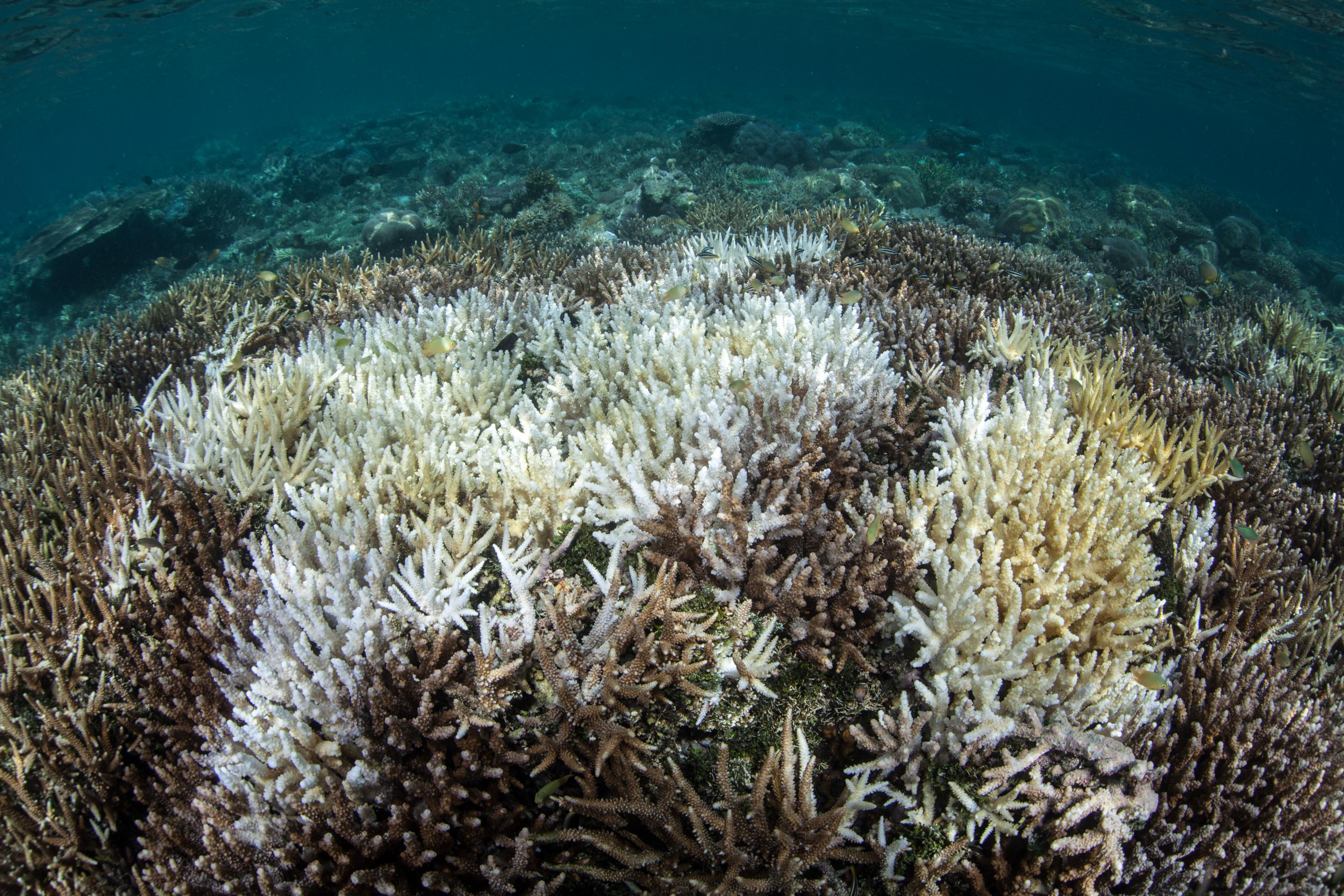 Im Meer sieht man mehrere graue und weiße Korallen – eine Korallenbleiche.
