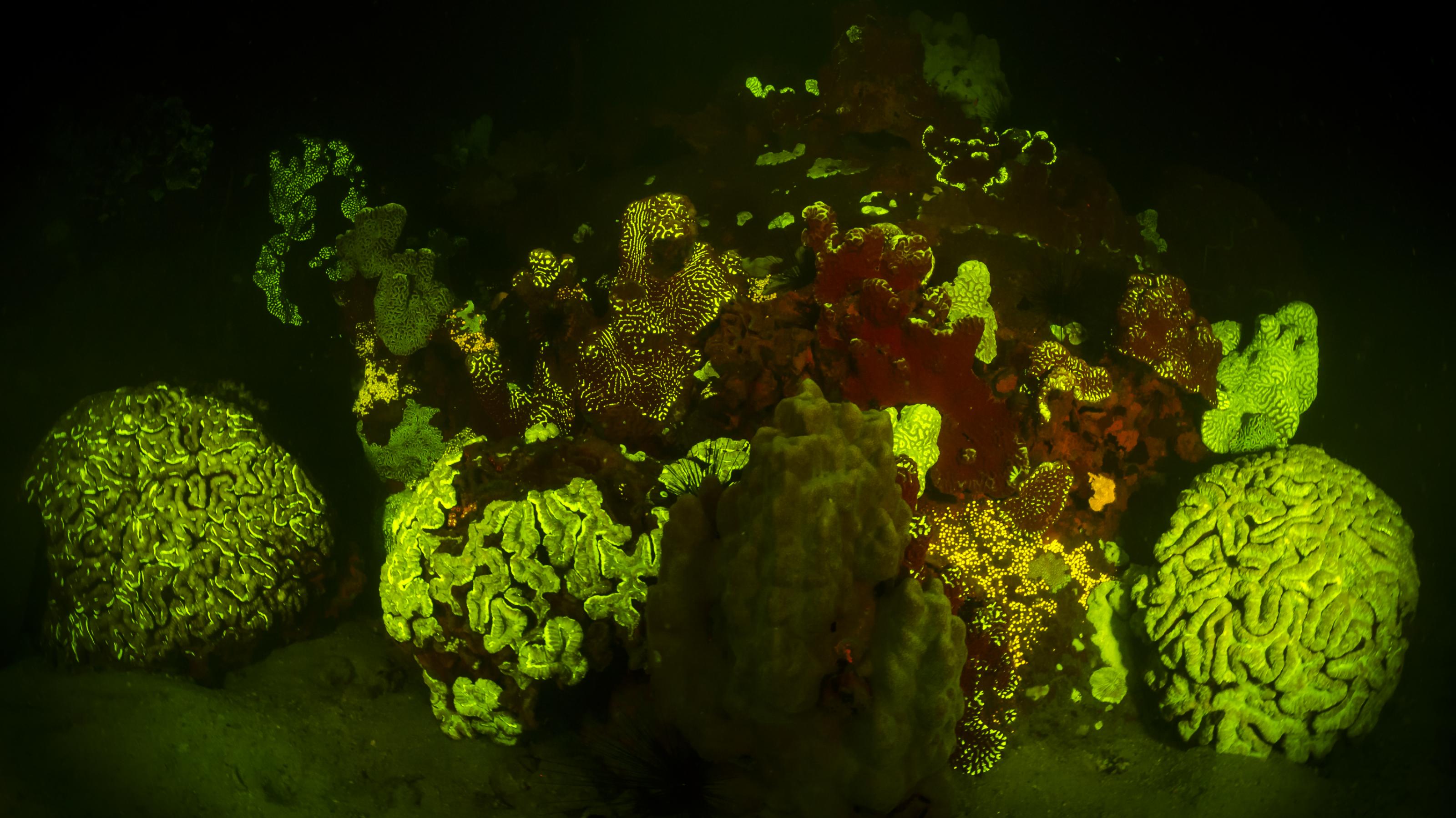 Mehrere große Korallen verschiedener Arten, grün fluoreszierend.