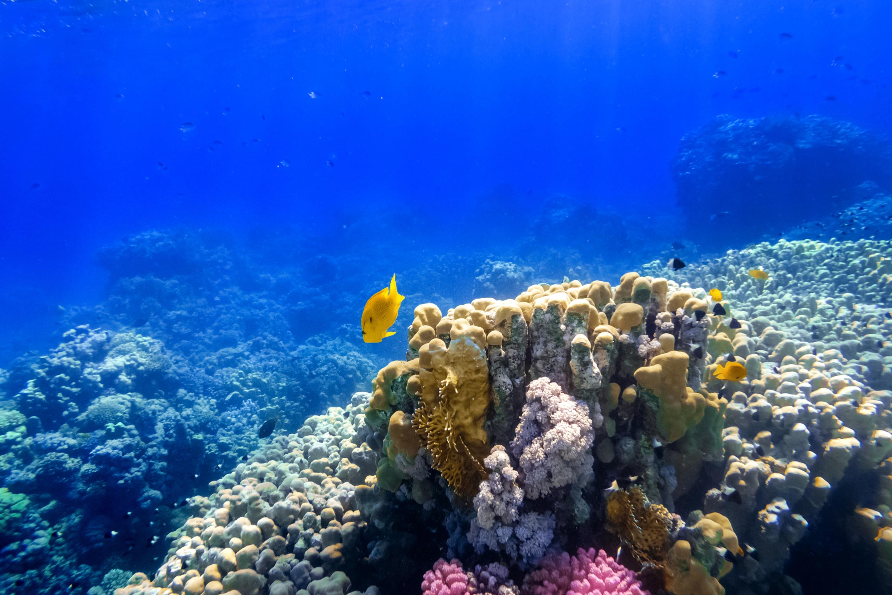 Das Bild zeigt eine Unterwasserlandschaft in einem klaren, tiefblauen Ozean. Im Vordergrund befindet sich ein Korallenriff mit unterschiedlich geformten und farbigen Korallen. Die meisten Korallen sind rundlich und knollig, überwiegend in Beige- und Gelbtönen, dazwischen sind einzelne rosa und violette Korallen zu sehen. Mehrere kleine, leuchtend gelbe Fische schwimmen rund um das Riff.