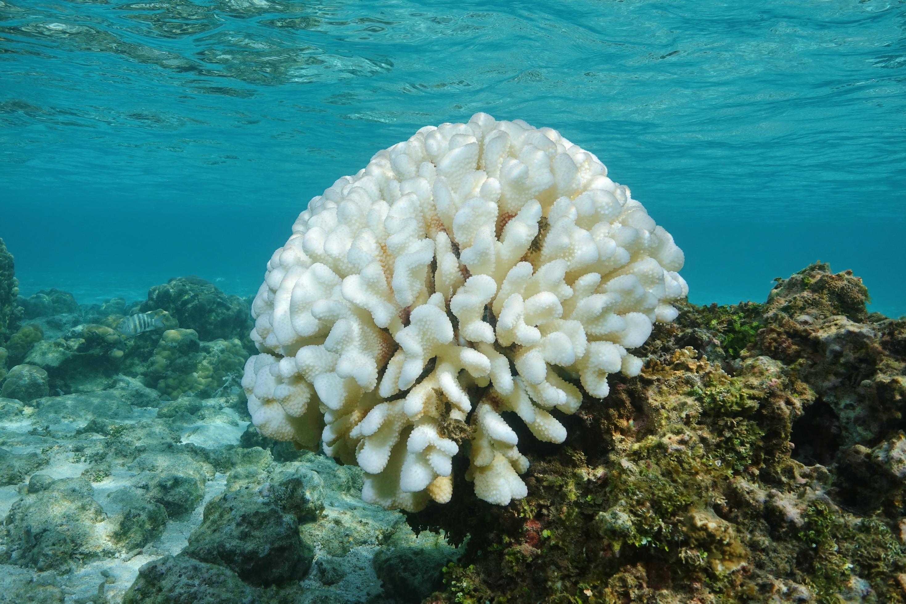 Eine weiße Koralle ist im Meer zu sehen.