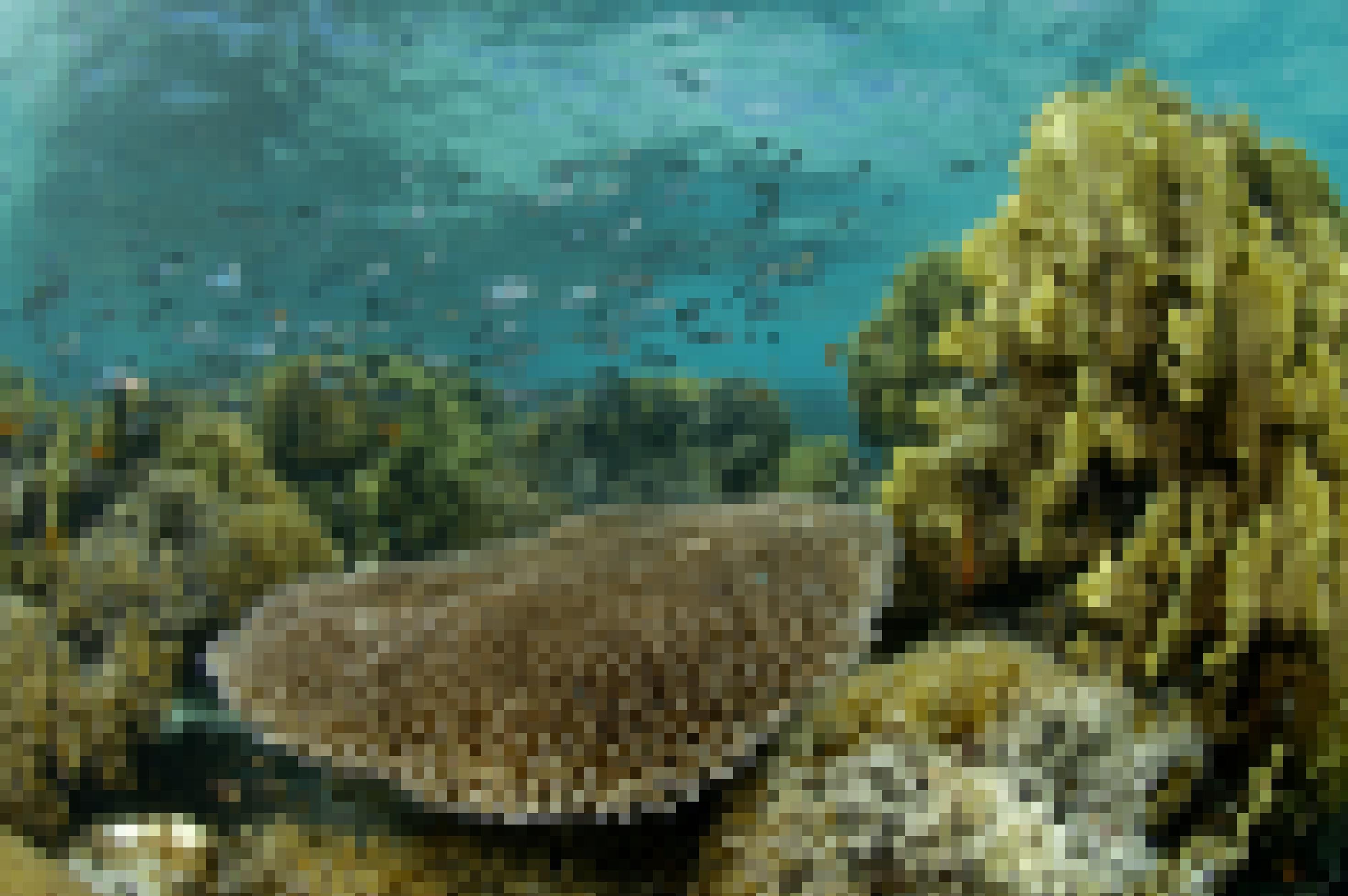 Ein Korallenriff mit verschiedenen Korallen und Fischen.