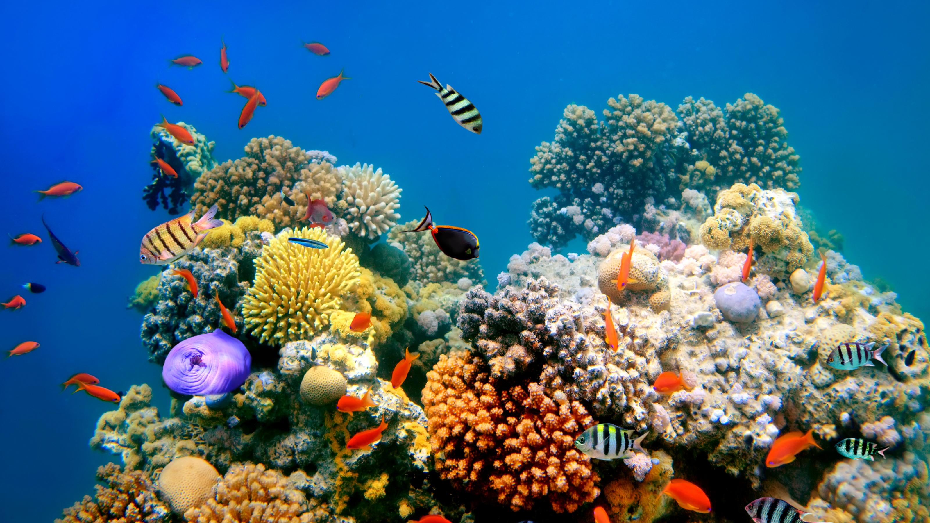 Ein tropisches Korallenriff mit den typischen verzweigten Wuchsformen und vielen sehr bunten Fischen.