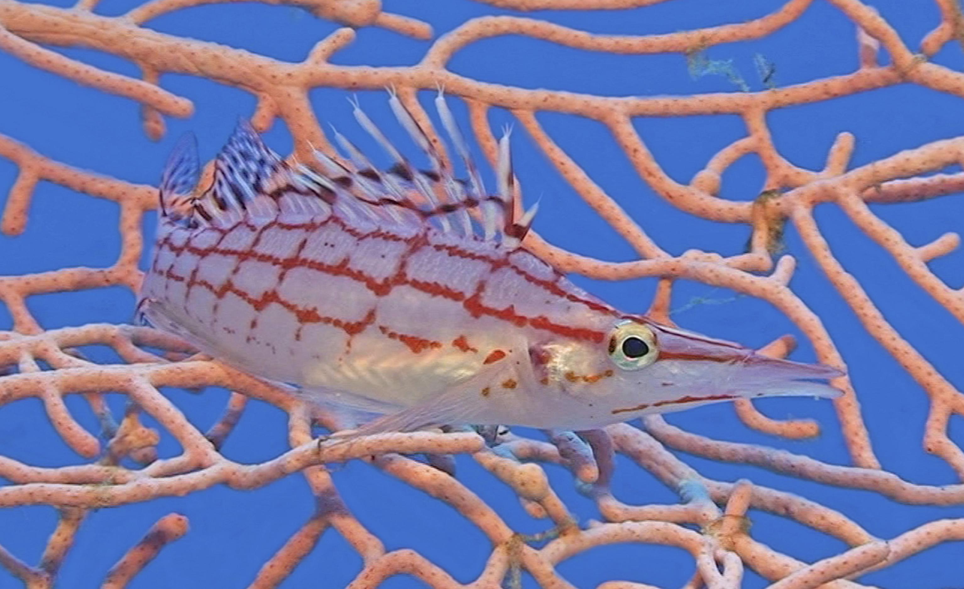 Fisch mit spitzem Gesicht und rot-beiger Färbung