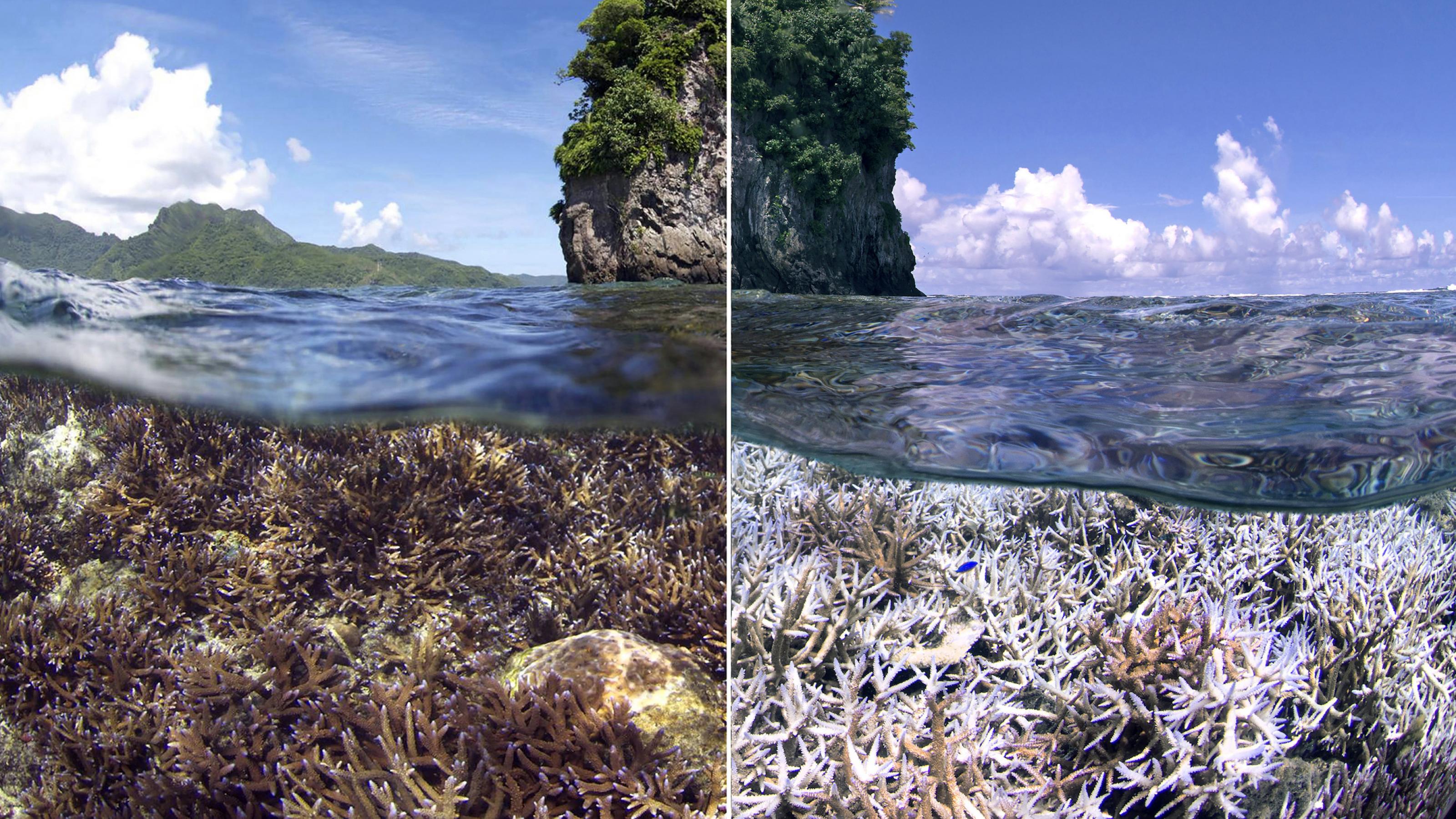 Bild mit zwei Hälften, links ein intaktes Riff, rechts ein ausgebleichtes.