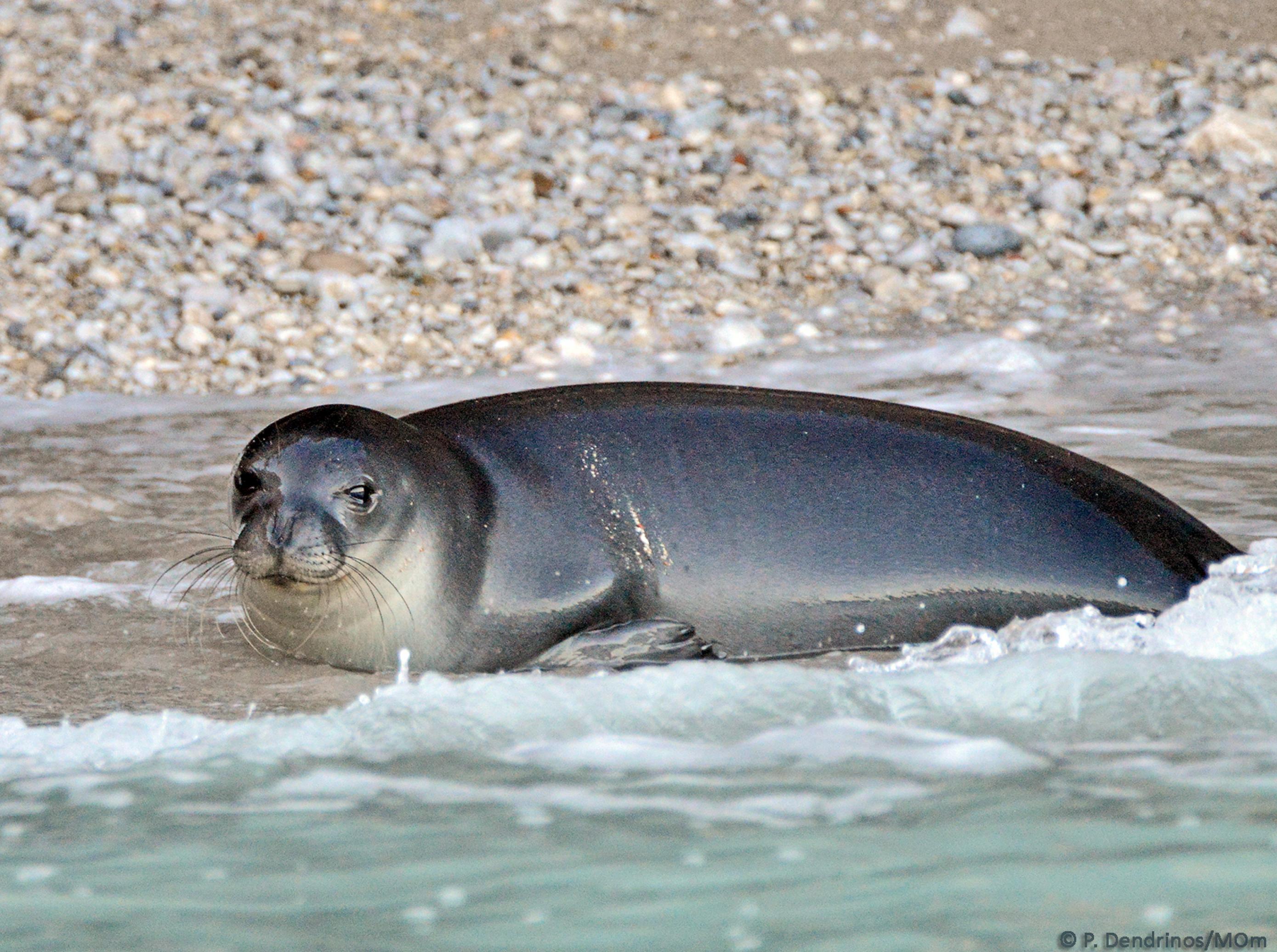 Eine graue Robbe liegt an einem steinigen Strand am Wassersaum