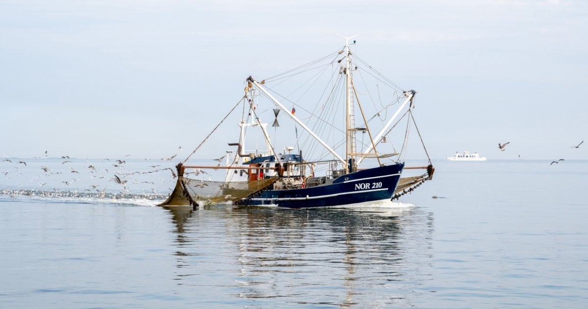 Krabbenfischerei im Wattenmeer: Kompromissgespräche gescheitert