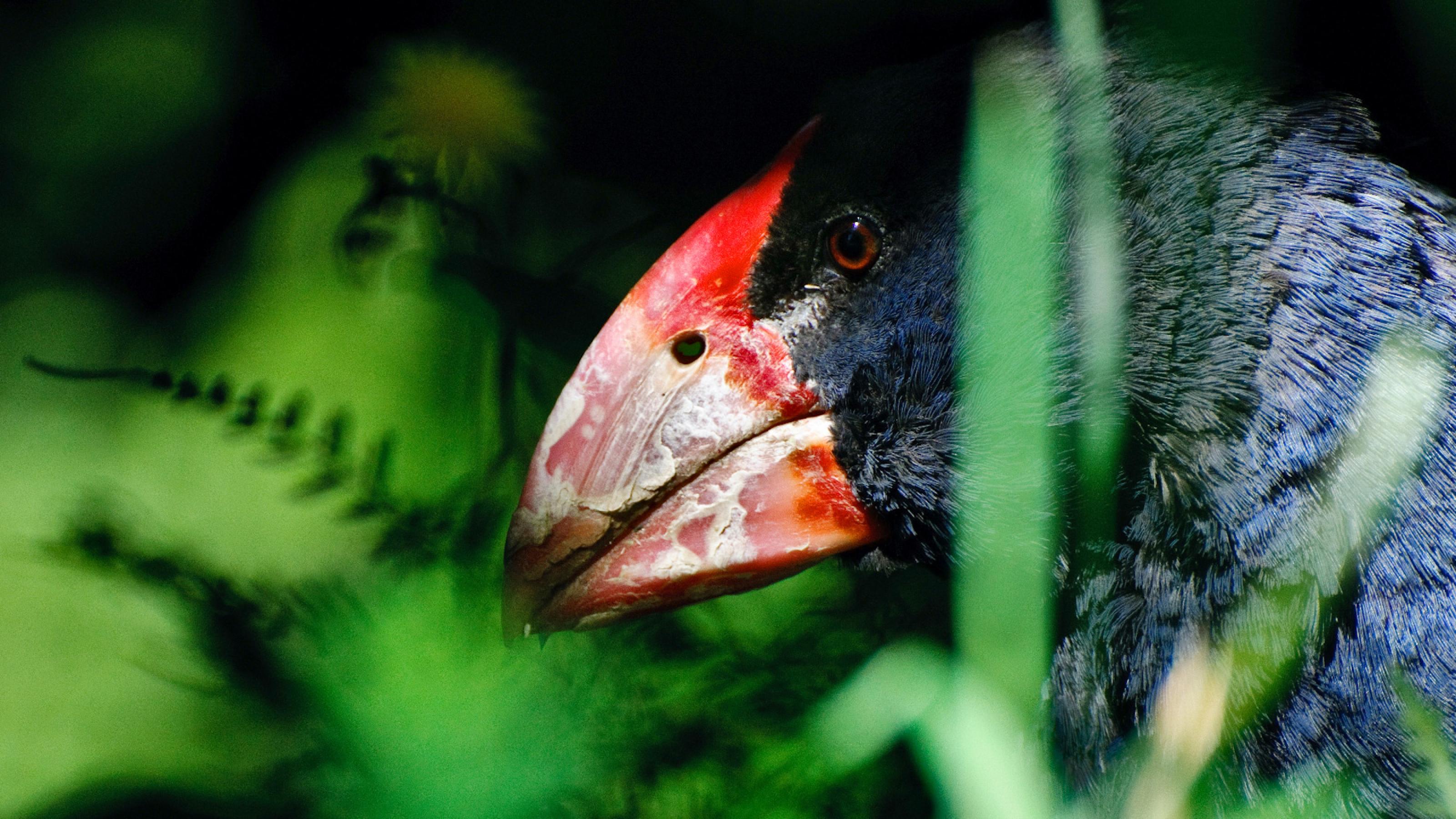 Der Kopf eines blauen Vogel mit großem rotem Schnabel schaut zwischen grünen Grashalmen hervor.