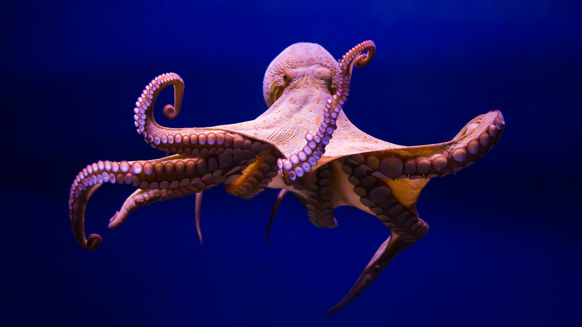 Der Oktopode Faszination Oktopus: Die intelligenten Eigenbrötler des Ozeans