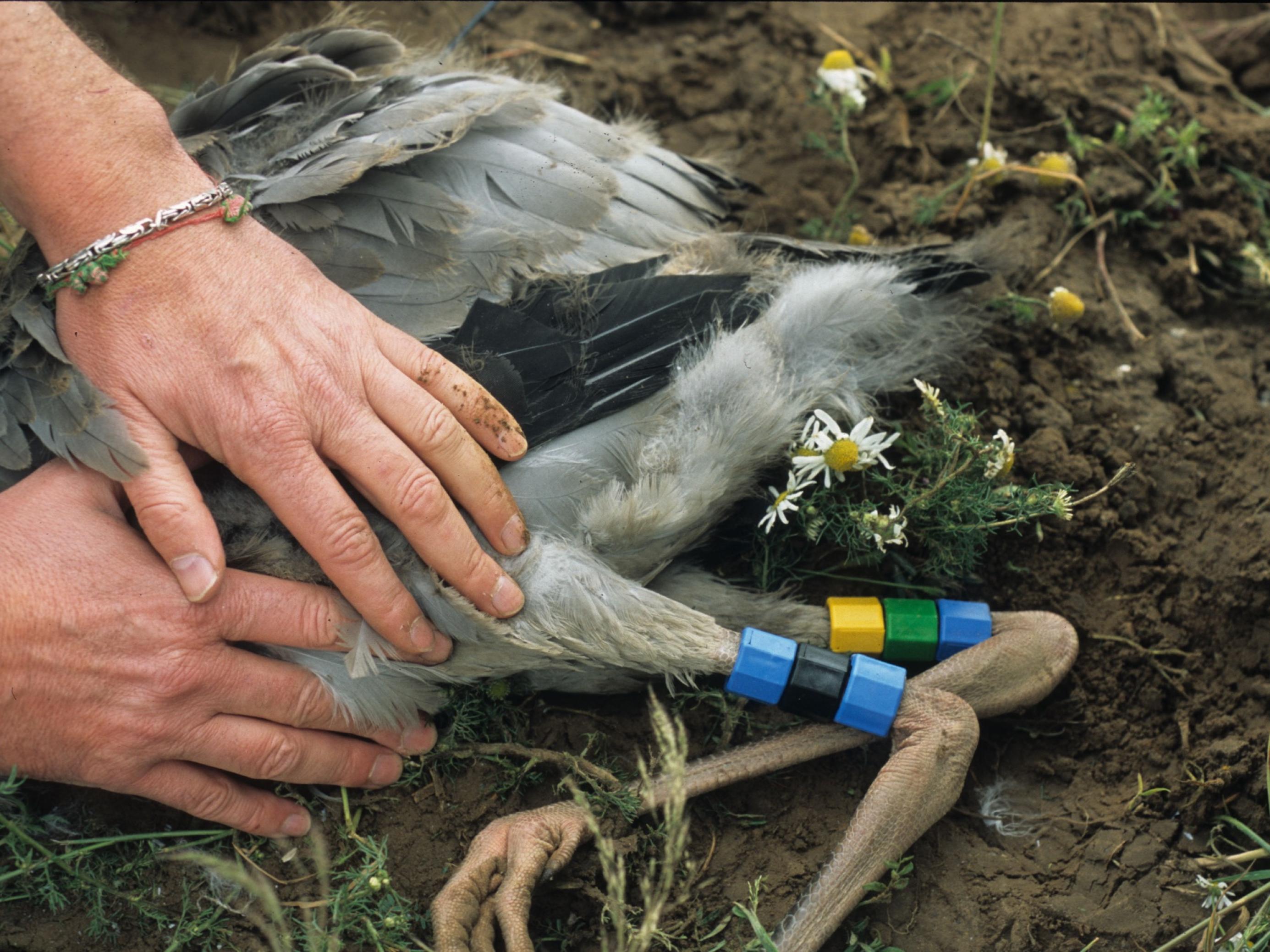 Ein Kranich liegt am Boden, er hat Farbringe am Bein, die ein Ornithologe kontrolliert.