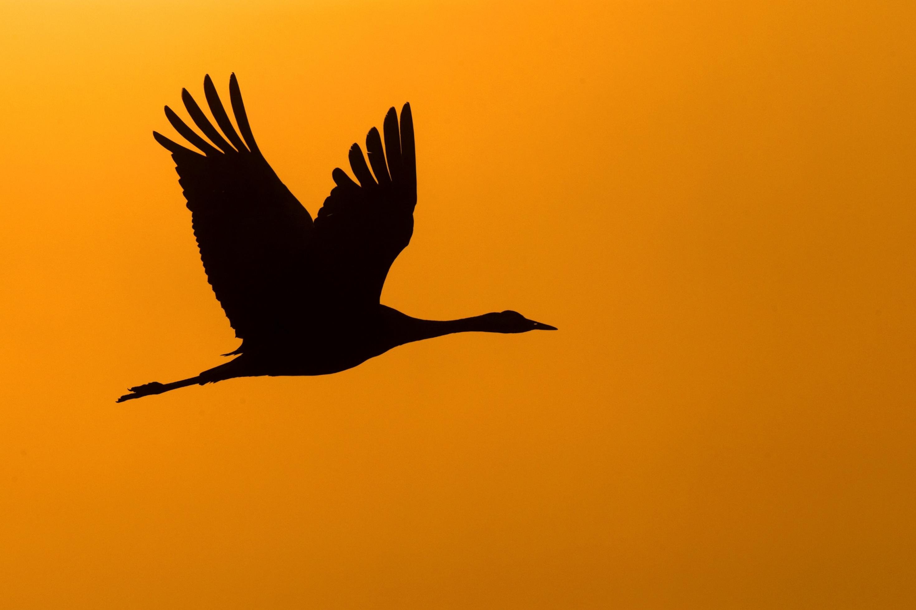 Eine Kranich-Silhouette im orangen Abendlicht