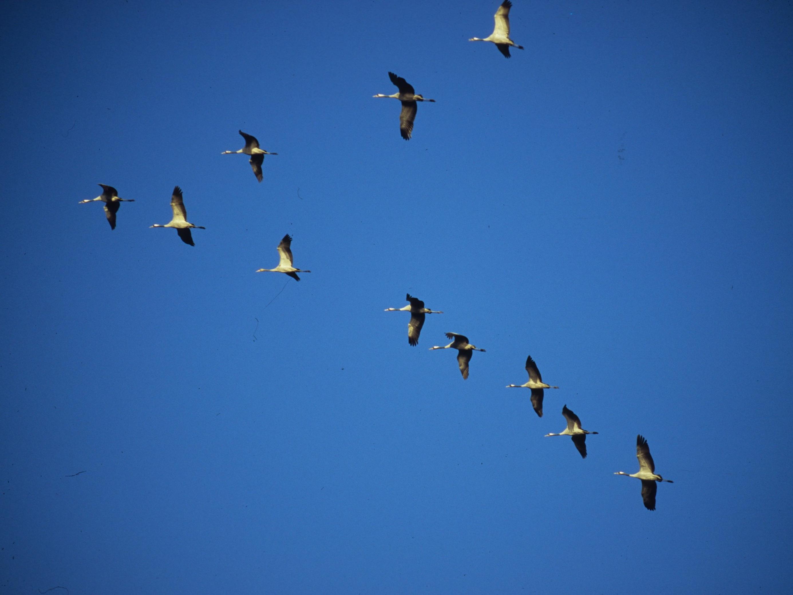 Kraniche im Flug, sie fliegen in einer sogenannten V-Formation mit einem Vogel an der Spitze. Das spart Energie, weil ein Vogel in Windschatten des anderen fliegen kann.