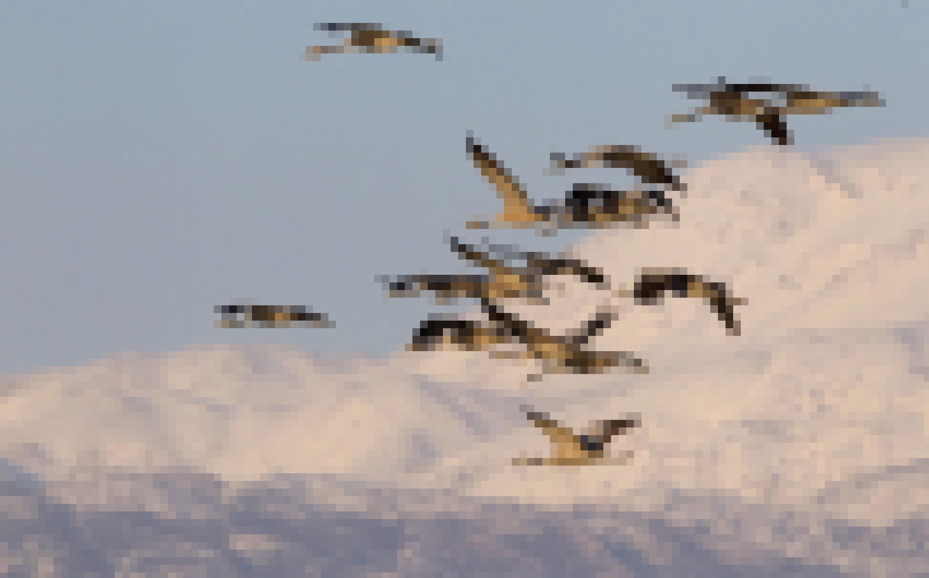 Kraniche ziehen in Israel über ein Gebirge.