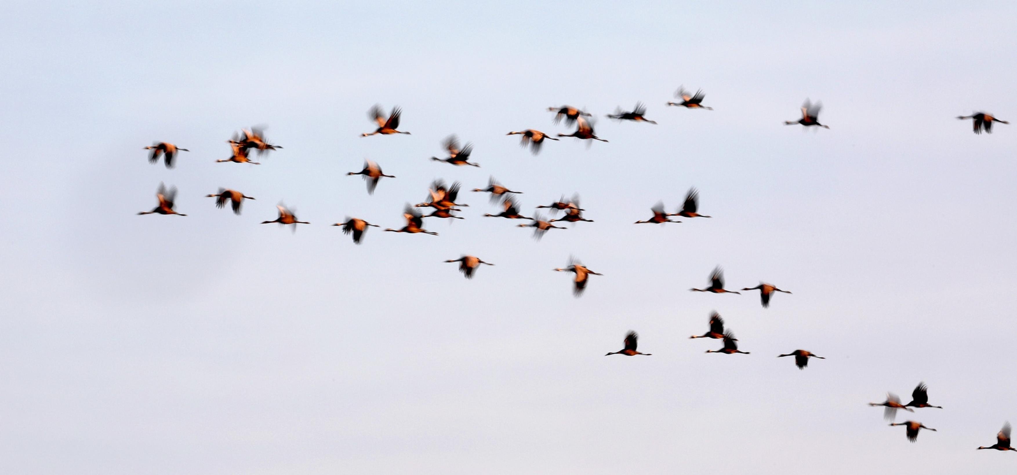 eine Gruppe Vögel, die am Himmel fliegen [AI]