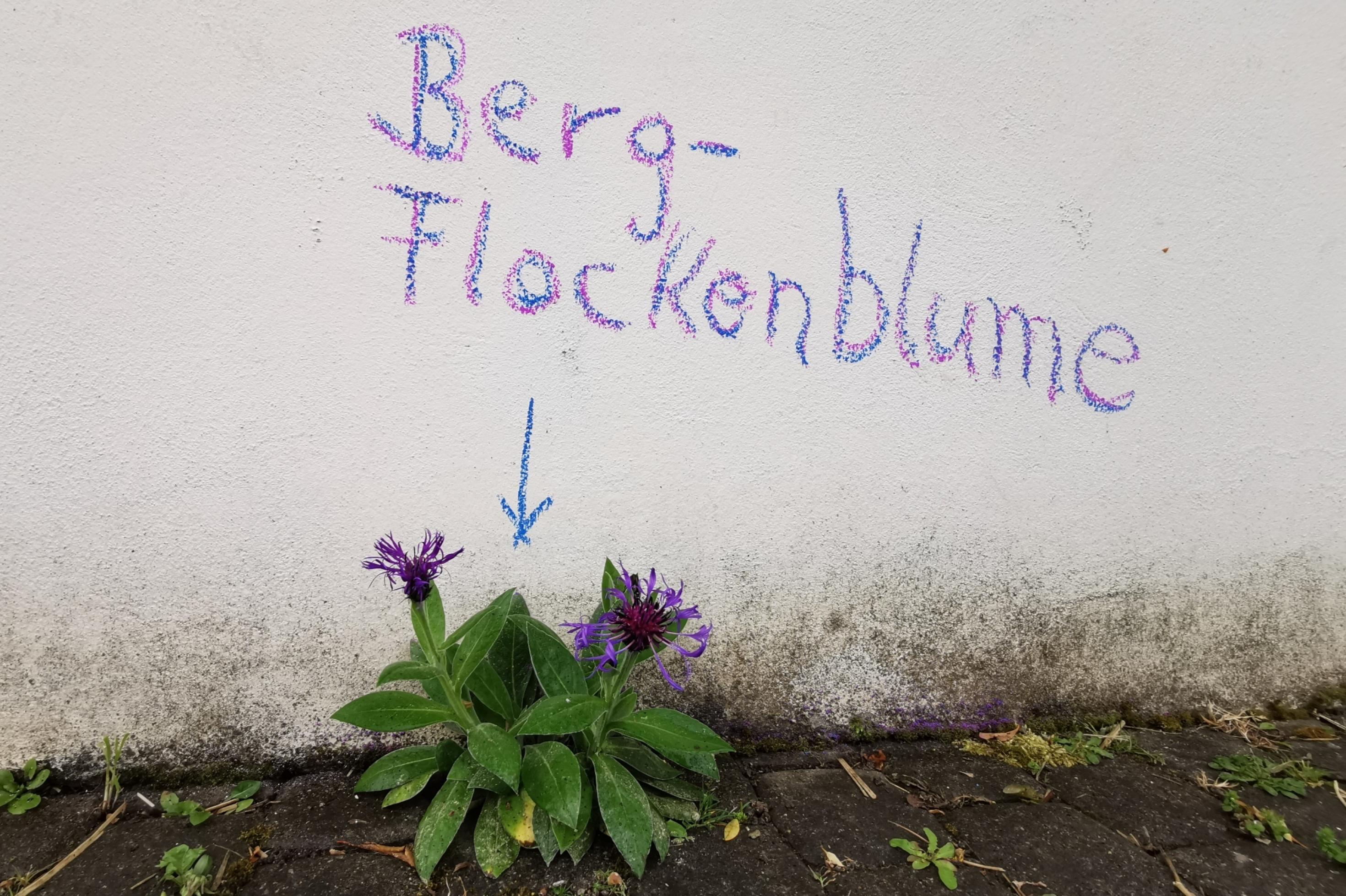 Das Bild zeigt eine Blume, die vor einer Hauswand wächst. An die Hauswand hat die Besitzerin des Hauses mit Kreide den Namen der Blume geschrieben. Es ist eine Bergflockenblume.