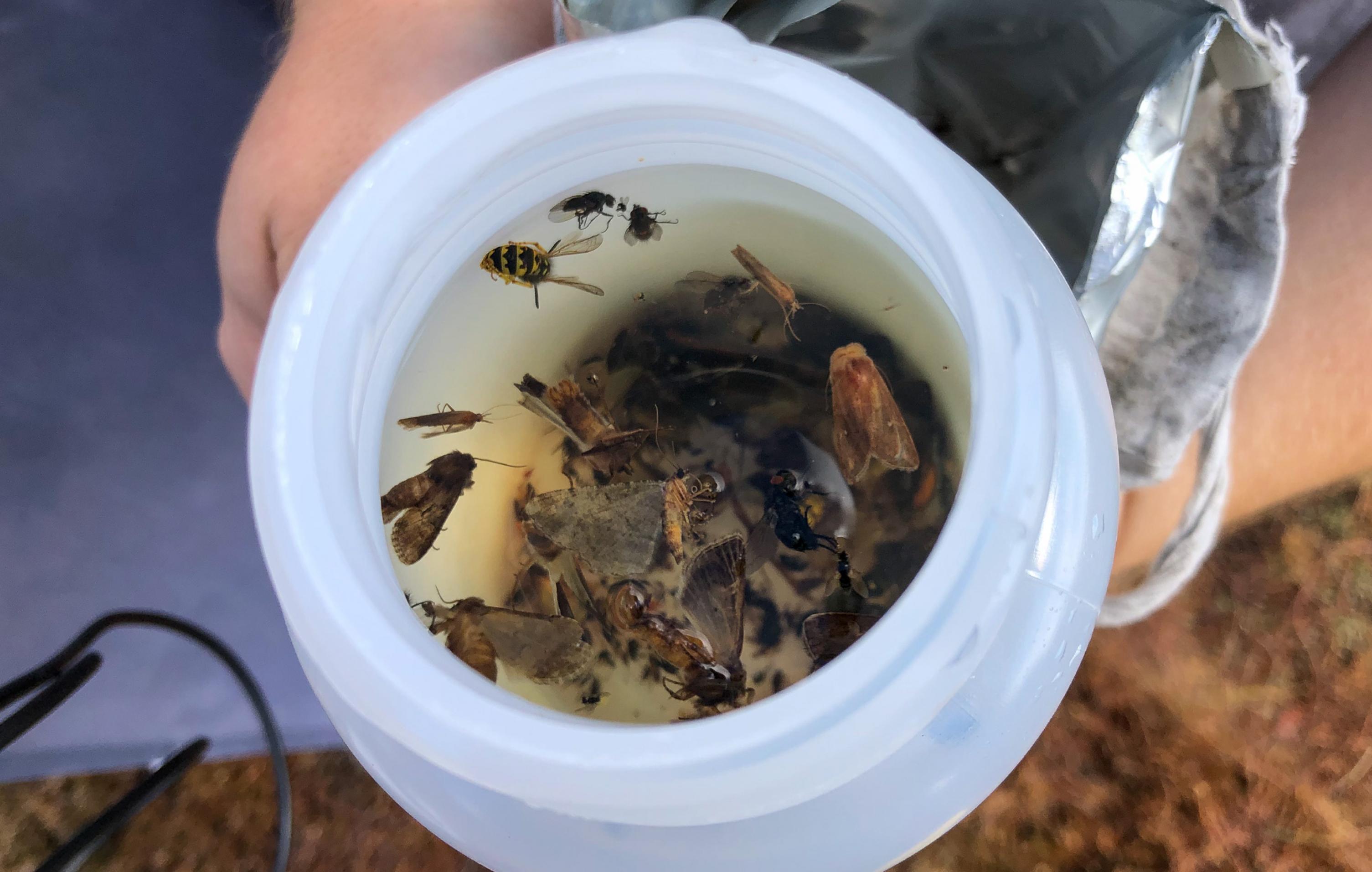 In einer Plastikfalsche schwimmen Insekten verschiedener Größen.