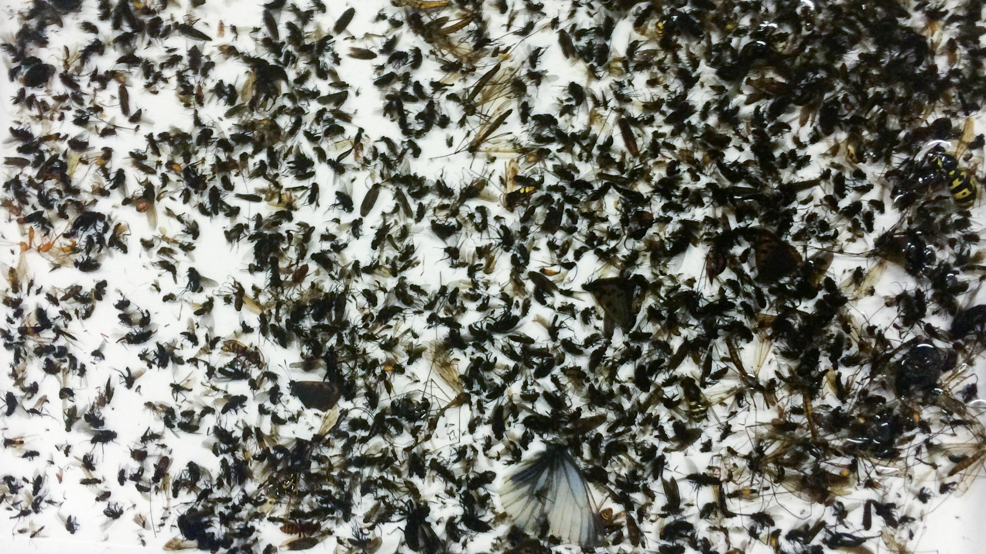 Tausende Insekten schwimmen in einer flachen weißen Schale in Alkohol.