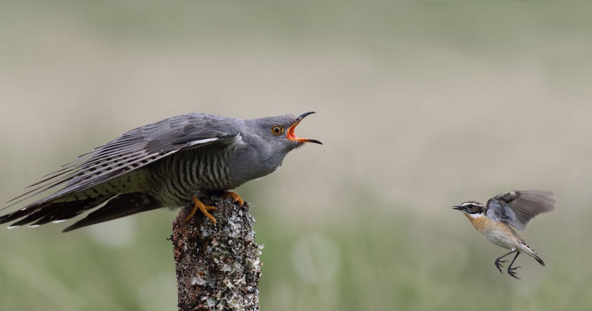 Wie schafft es der Kuckuck, andere Vögel auszutricksen?