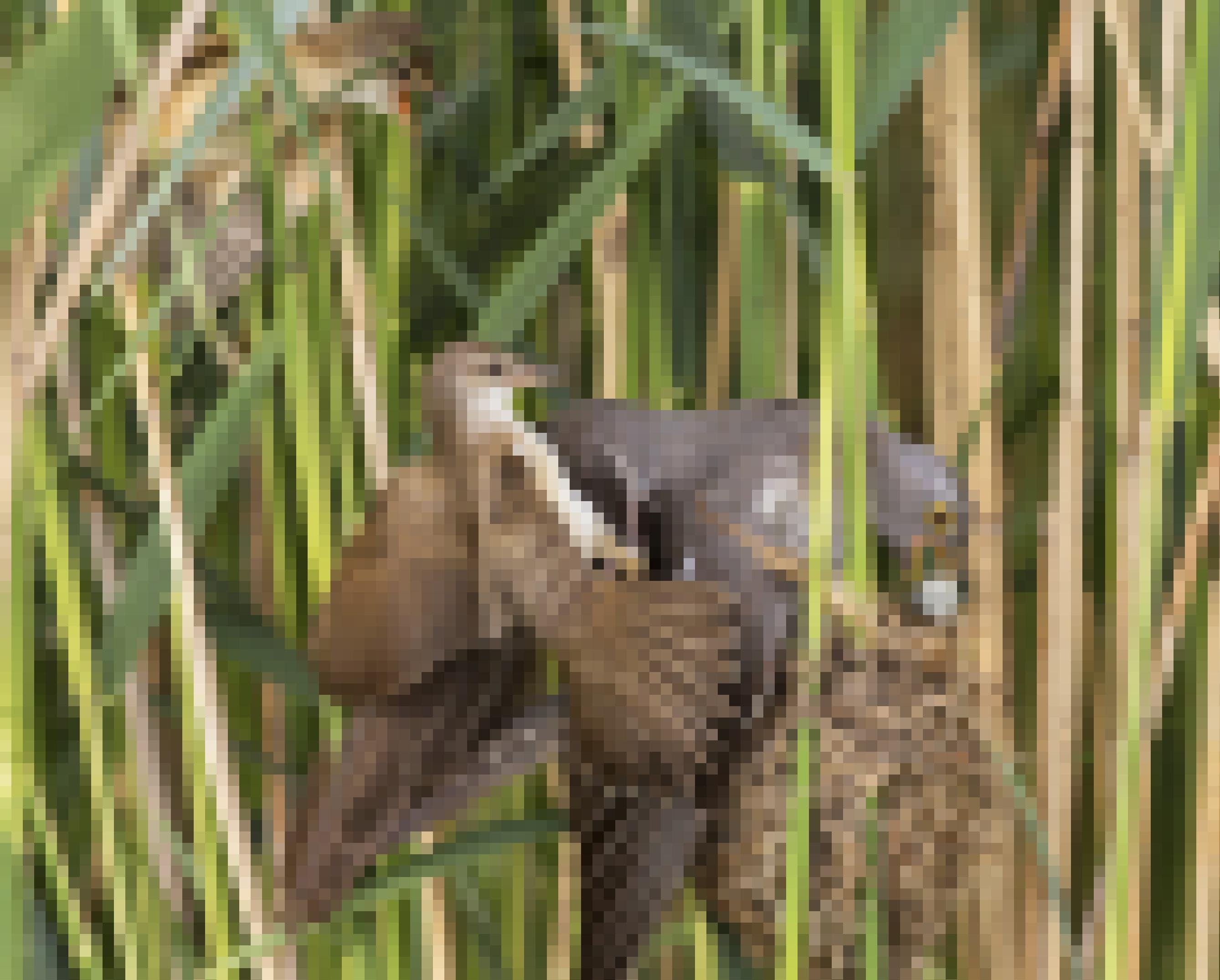 Kuckuck nimmt ein Ei aus dem Nest – und wird von dem wesentlich kleineren Drosselrohrsänger angegriffen.