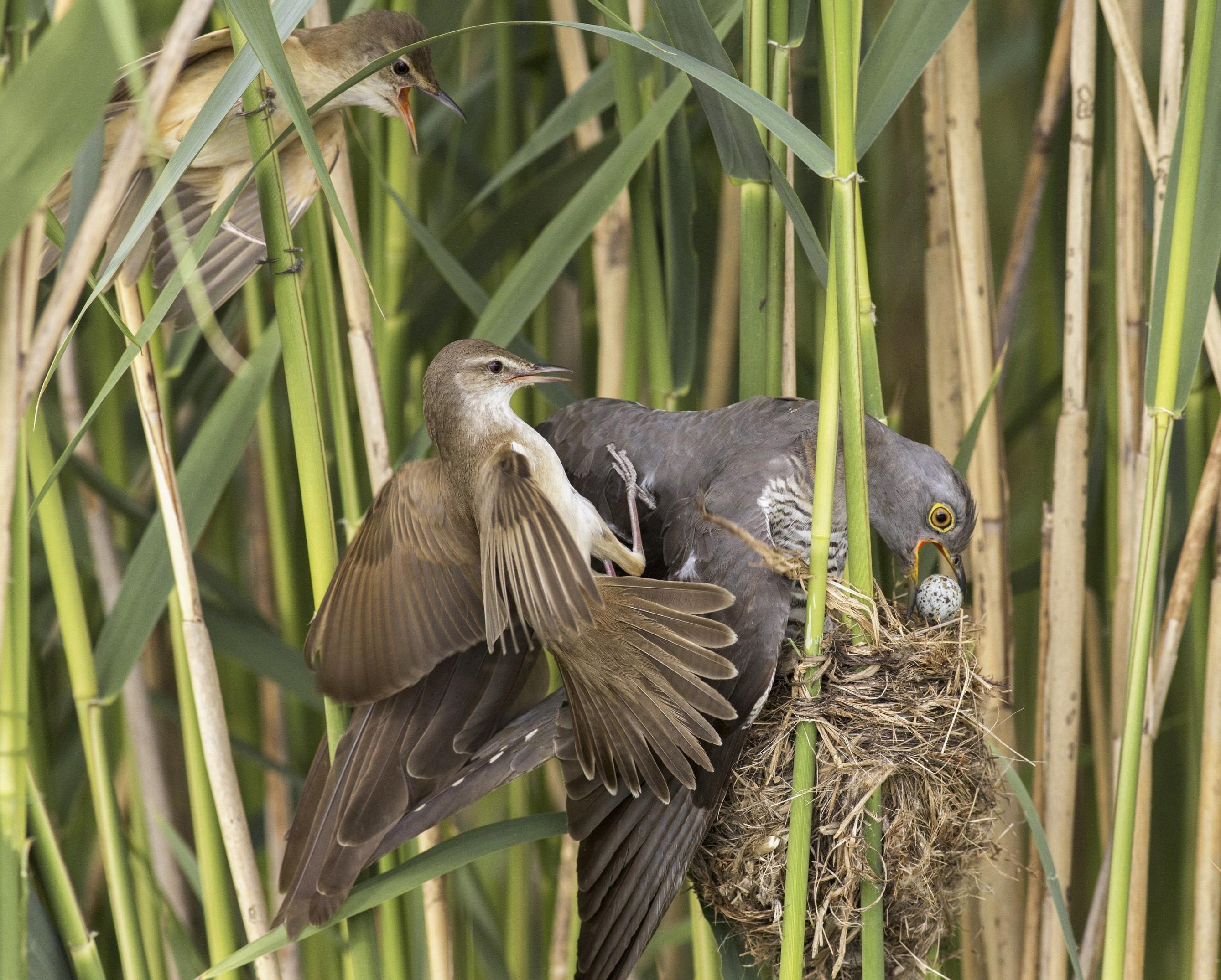 Das Bild zeigt einen entscheidenden Moment im Leben des Kuckucks, wenn er die anderen Eier aus dem Nest schiebt.
