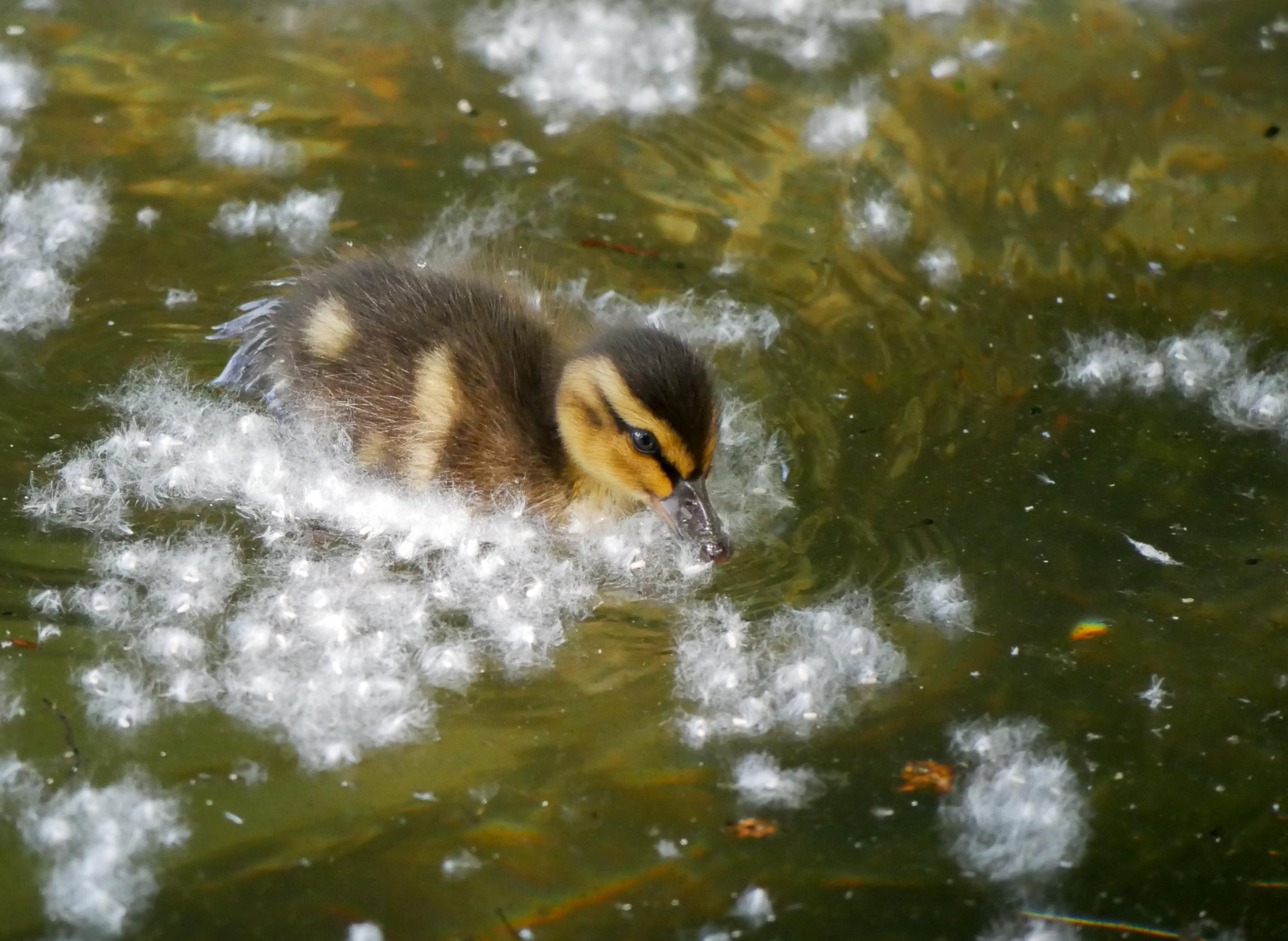 Ein braun-gelb gemustertes Entenküken auf einer olivgrünen Wasserfläche. Um das Tier herum Flocken von Pappel-Pollen.