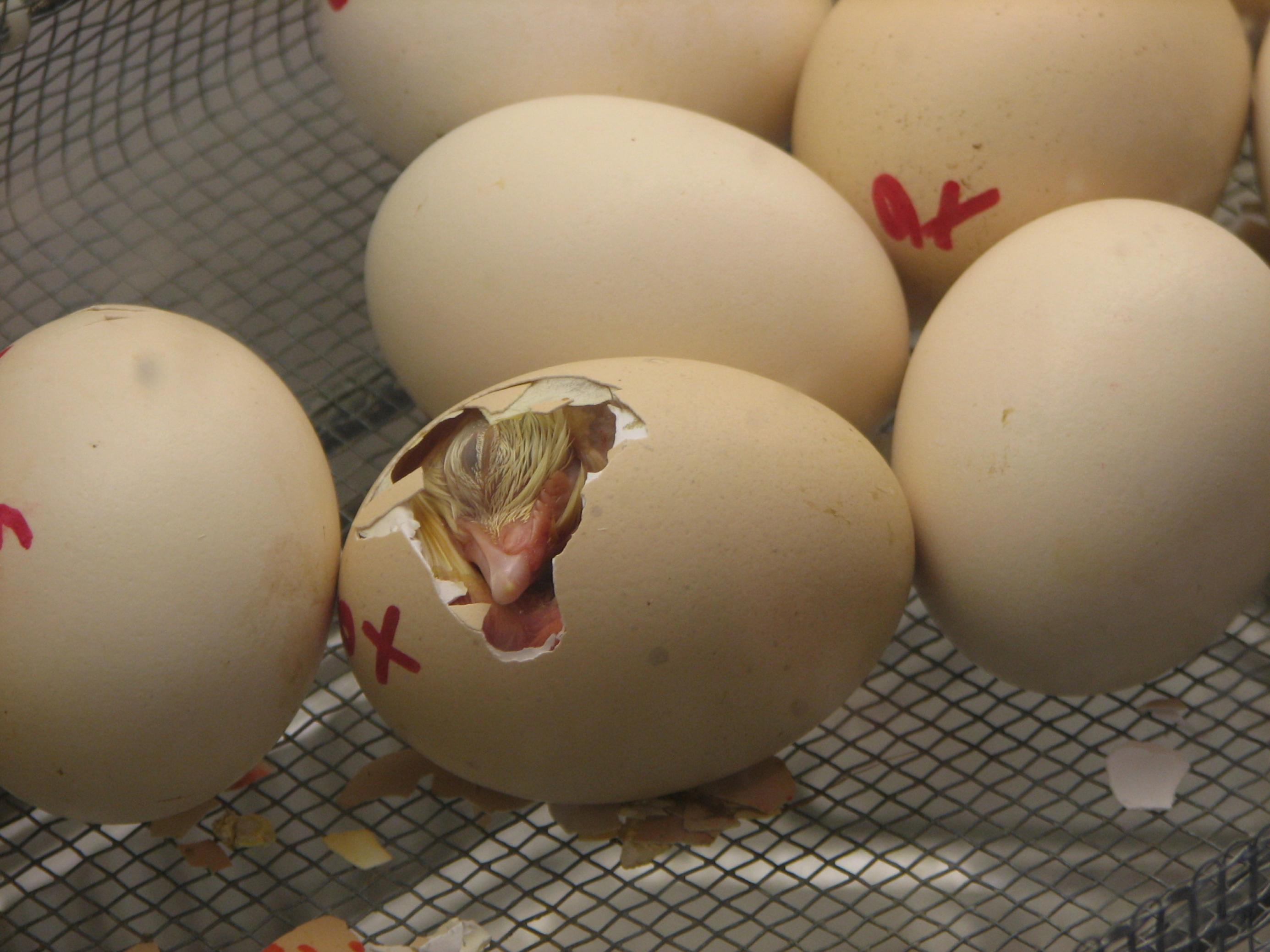 Küken kurz vor dem Schlüpfen blickt aus dem Ei.