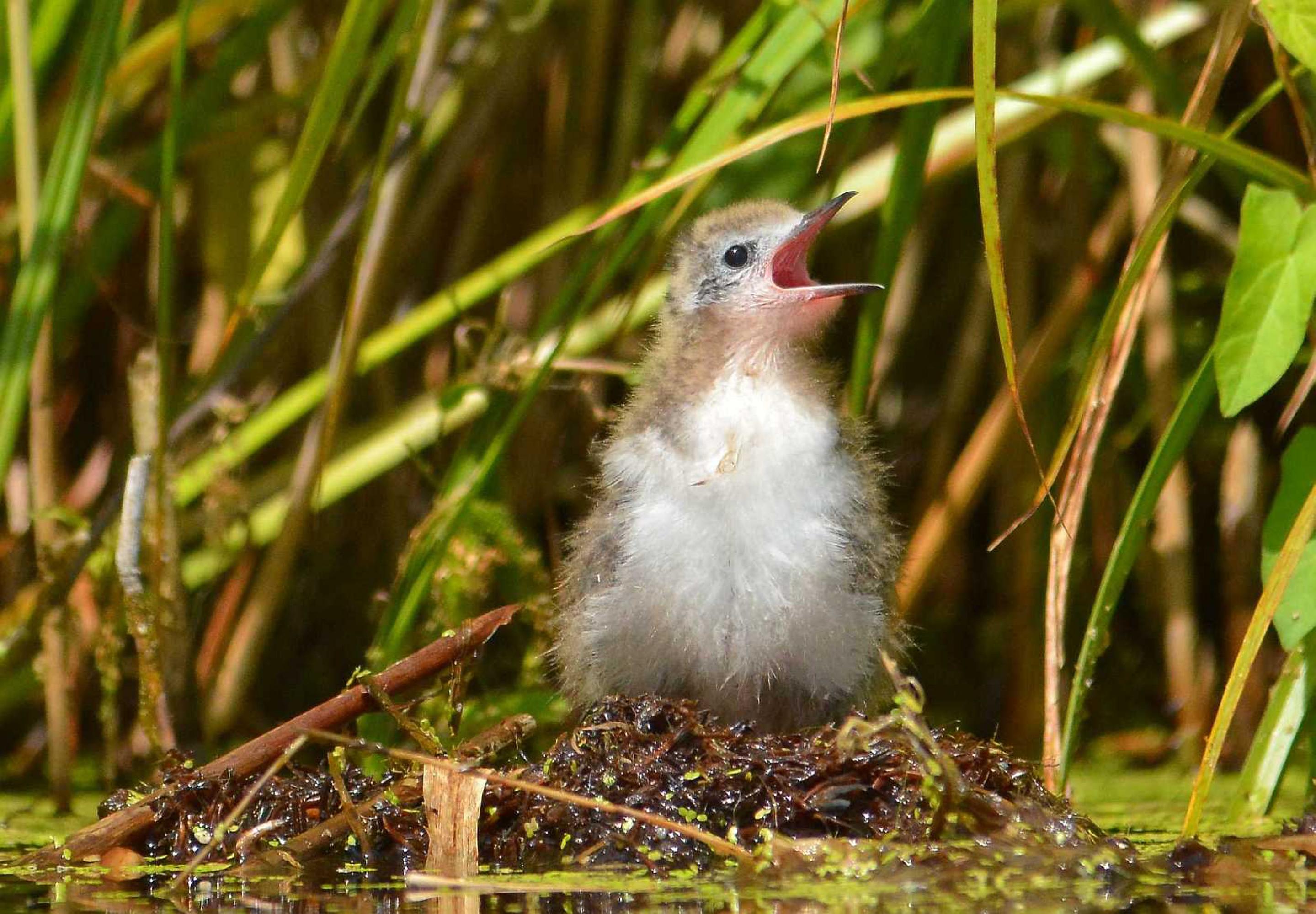 Das Küken einer Trauerseeschwalbe sitzt auf dem Nest und bettelt um Futter.