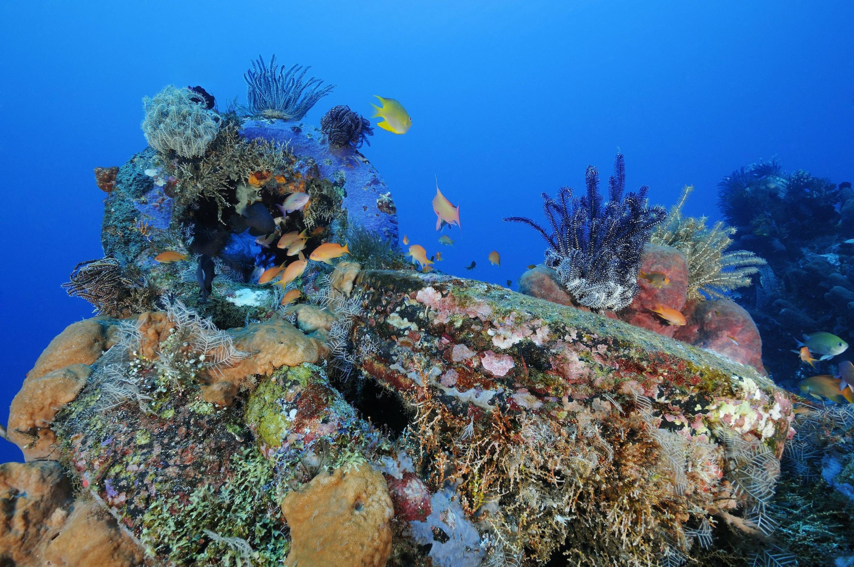 Fische, Korallen und andere bunte Tiere und Pflanzen haben ein künstliches Riff aus alten Autoreifen auf Bali, Indonesien, bewachsen. Die Reifen sind nur noch schemenhaft zu erkennen.