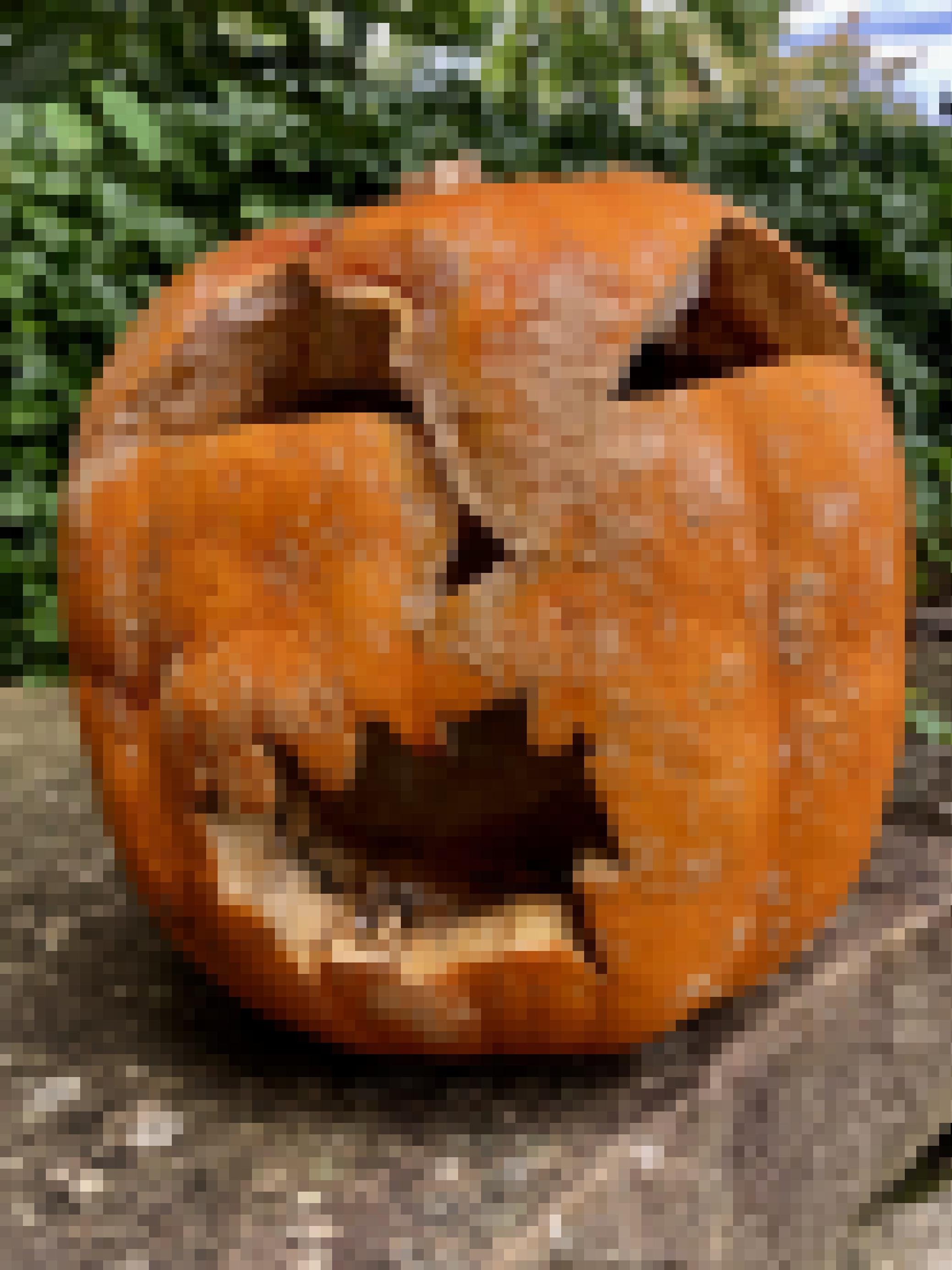 Ein für Halloween geschnitzter Kürbis mit gruseligem Gesicht hat angefangen zu faulen und ist schimmlig.
