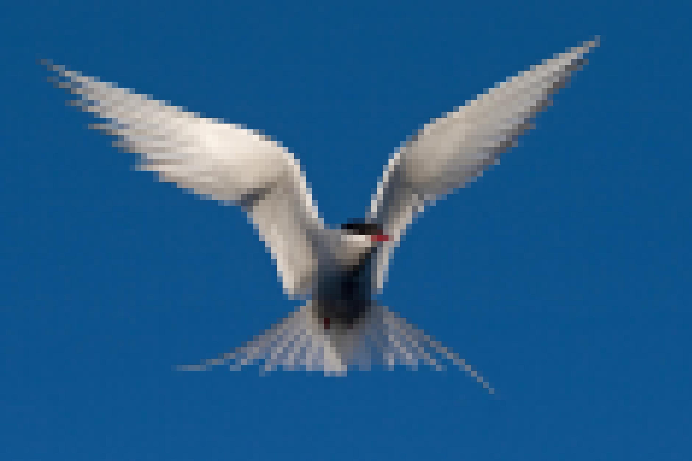 Eine fliegende Küstenseeschwalbe vor blauem Himmel