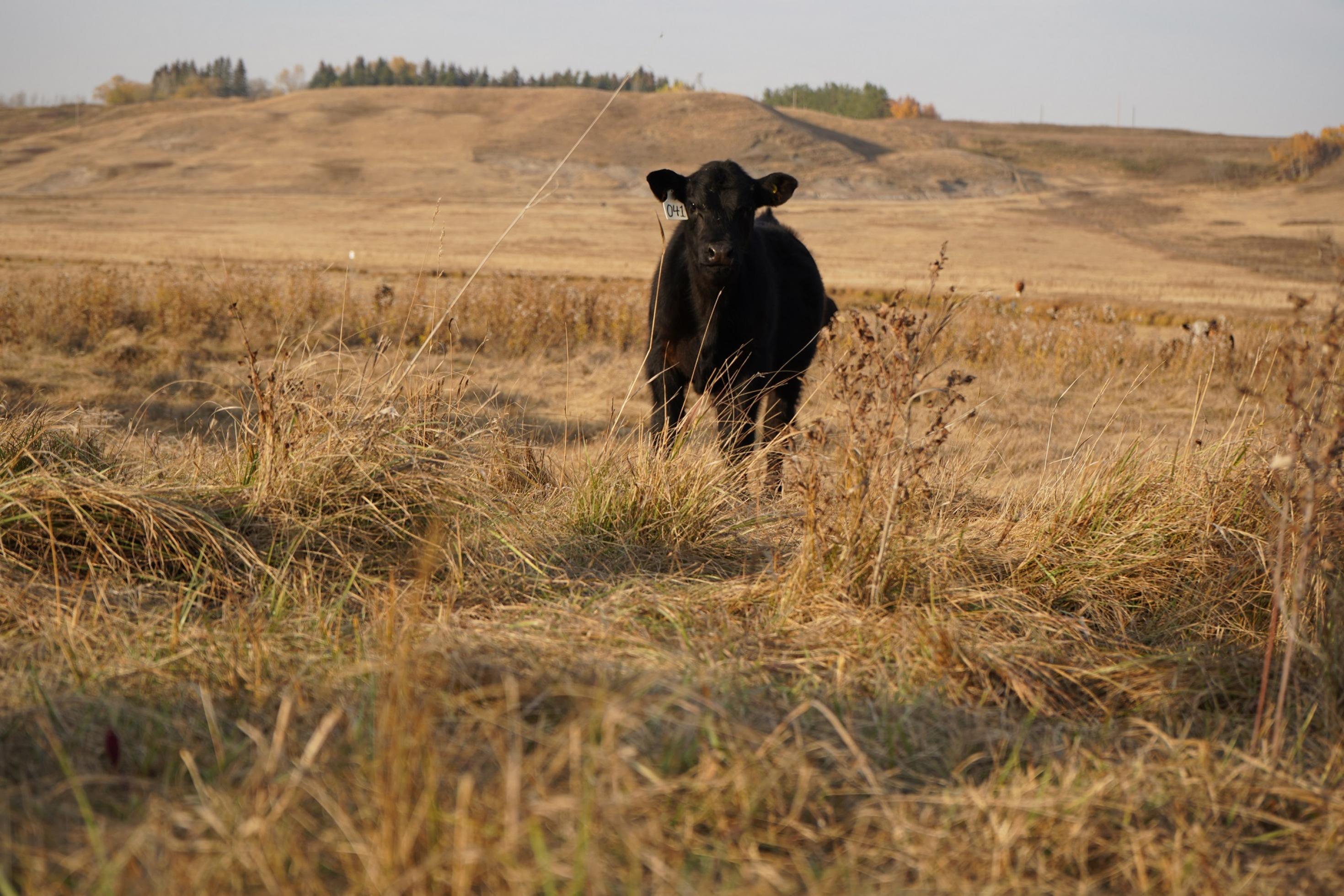 Eine Kuh steht in einer Graslandschaft