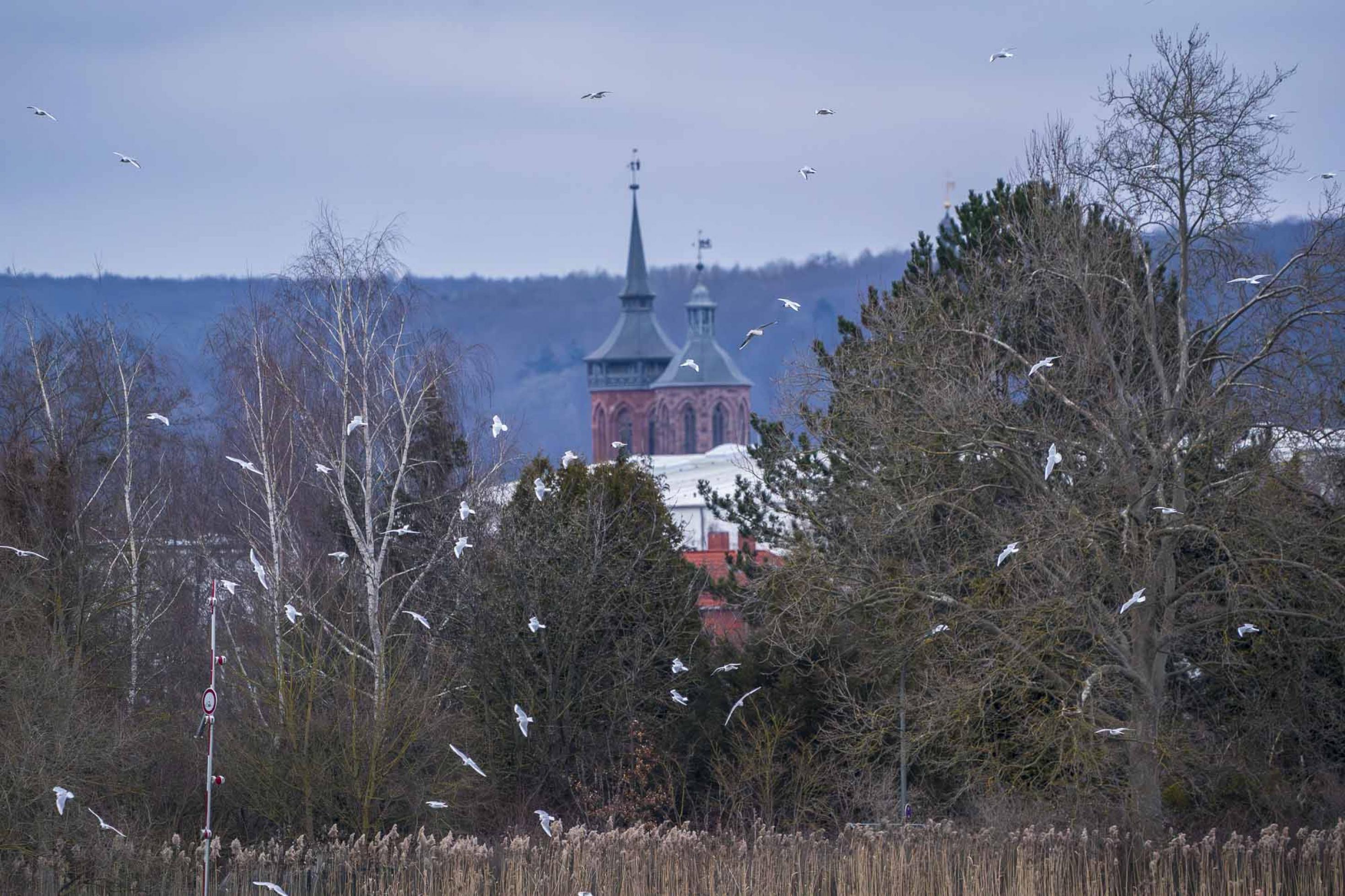 Möwenschwarm vor Schilf und Bäumen, dahinter Türme einer Kirche