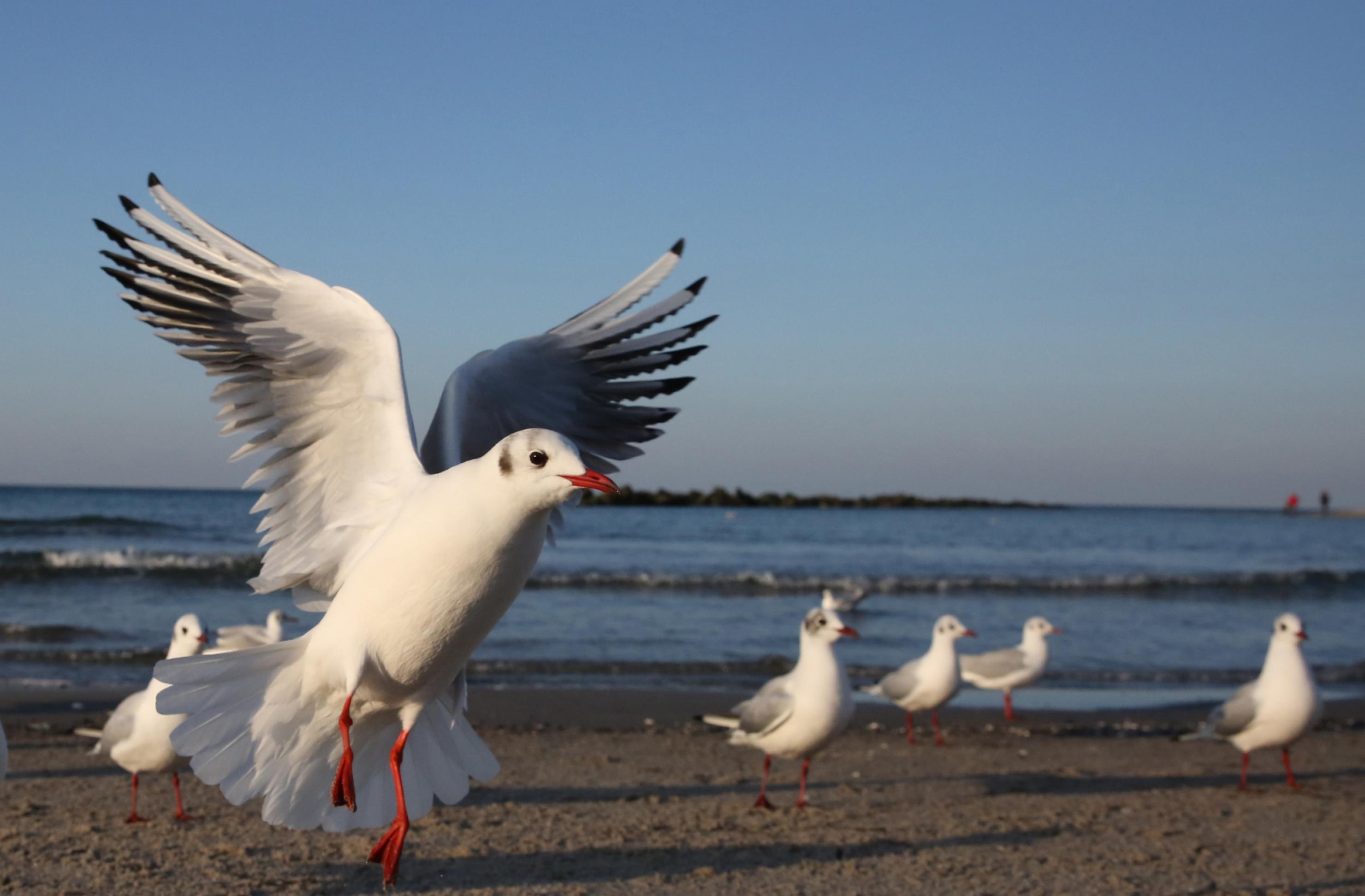 Bild von Lachmöwen am Meer.