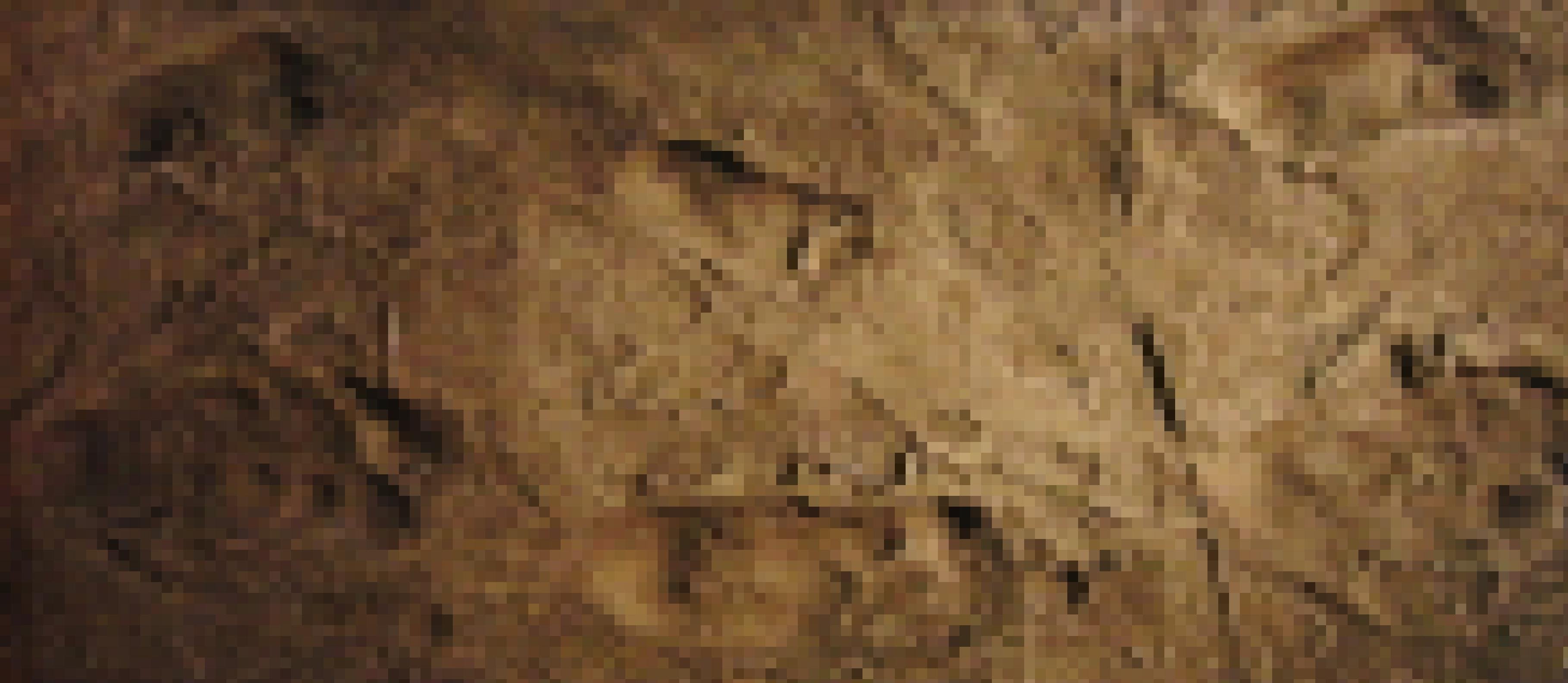 Zu sehen sind eingedrückte Fußspuren auf einem braunen Untergrund. Es handelt sich um die 3,6 Millionen Jahre alten versteinerten Fußabdrücke von Vormenschen der Art Australopithecus afarensis – hier als Nachbildung des nationalen Museums für Natur und Wissenschaft in Tokio. Die in vulkanischer Asche hinterlassenen Spuren beweisen, dass die Vormenschen bereits auf zwei Beinen liefen.