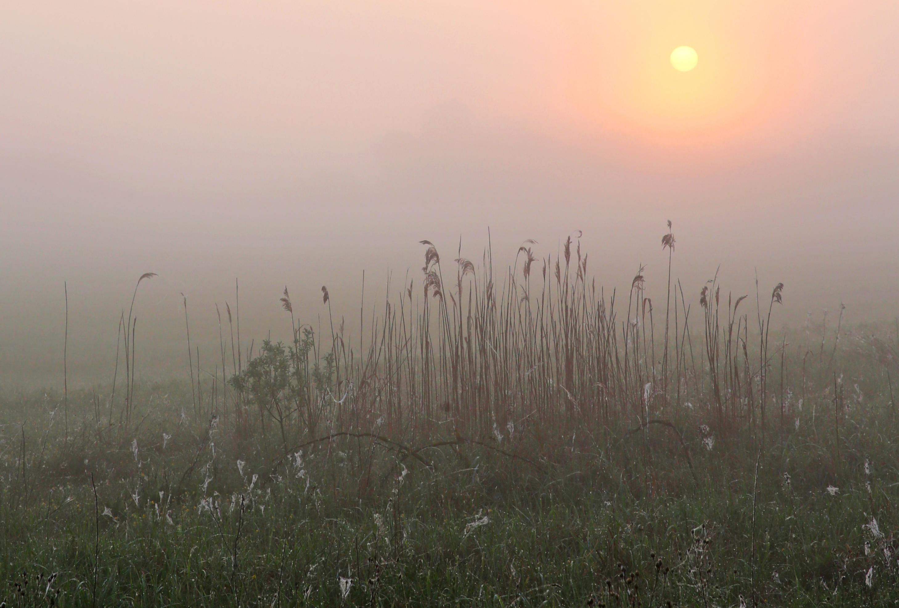 Morgenstimmung in einem Moor, im Vordergrund Schilf, im Hintergrund die im Nebel verhangene Sonne beim Aufgehen