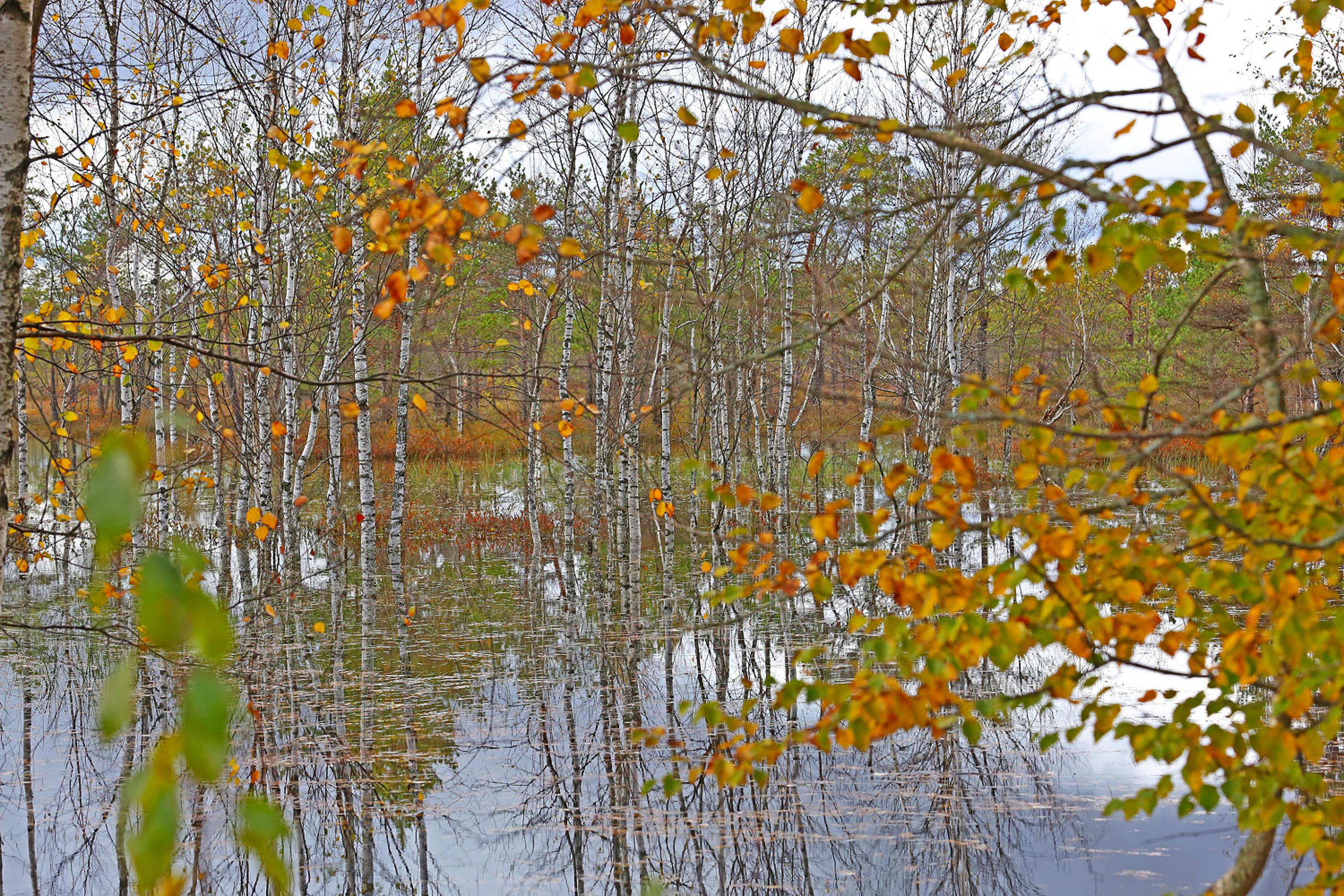 Ein Moor in Lettland mit im Wasser stehenden Birken
