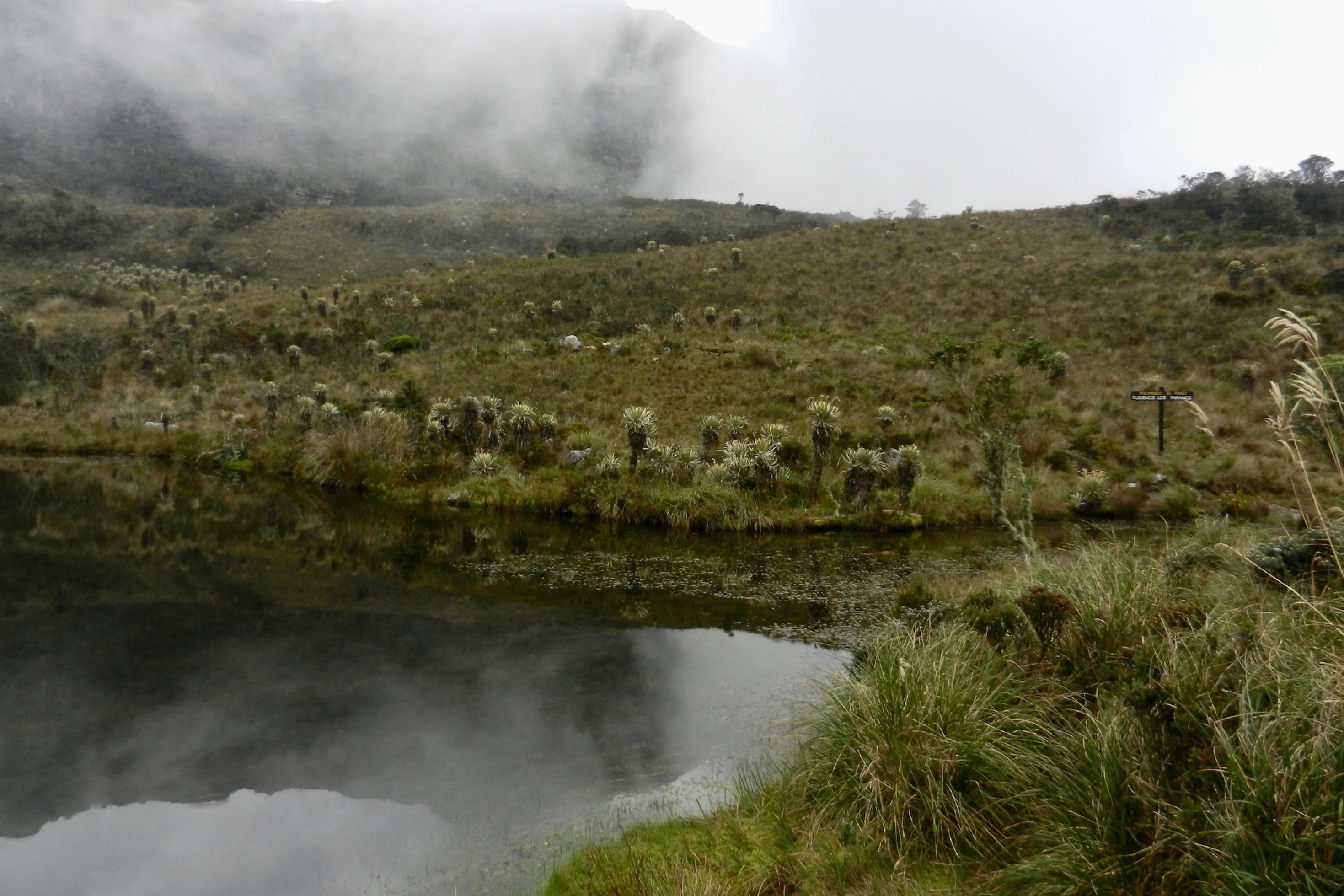 See mit dunklem Wasser hoch auf einem Berg. Um ihn ist eine Landschaft mit niedriger Vegetation, aus der Schopfrosettenbäumchen herausstechen. Eine Nebelwand bewegt sich auf den See zu.