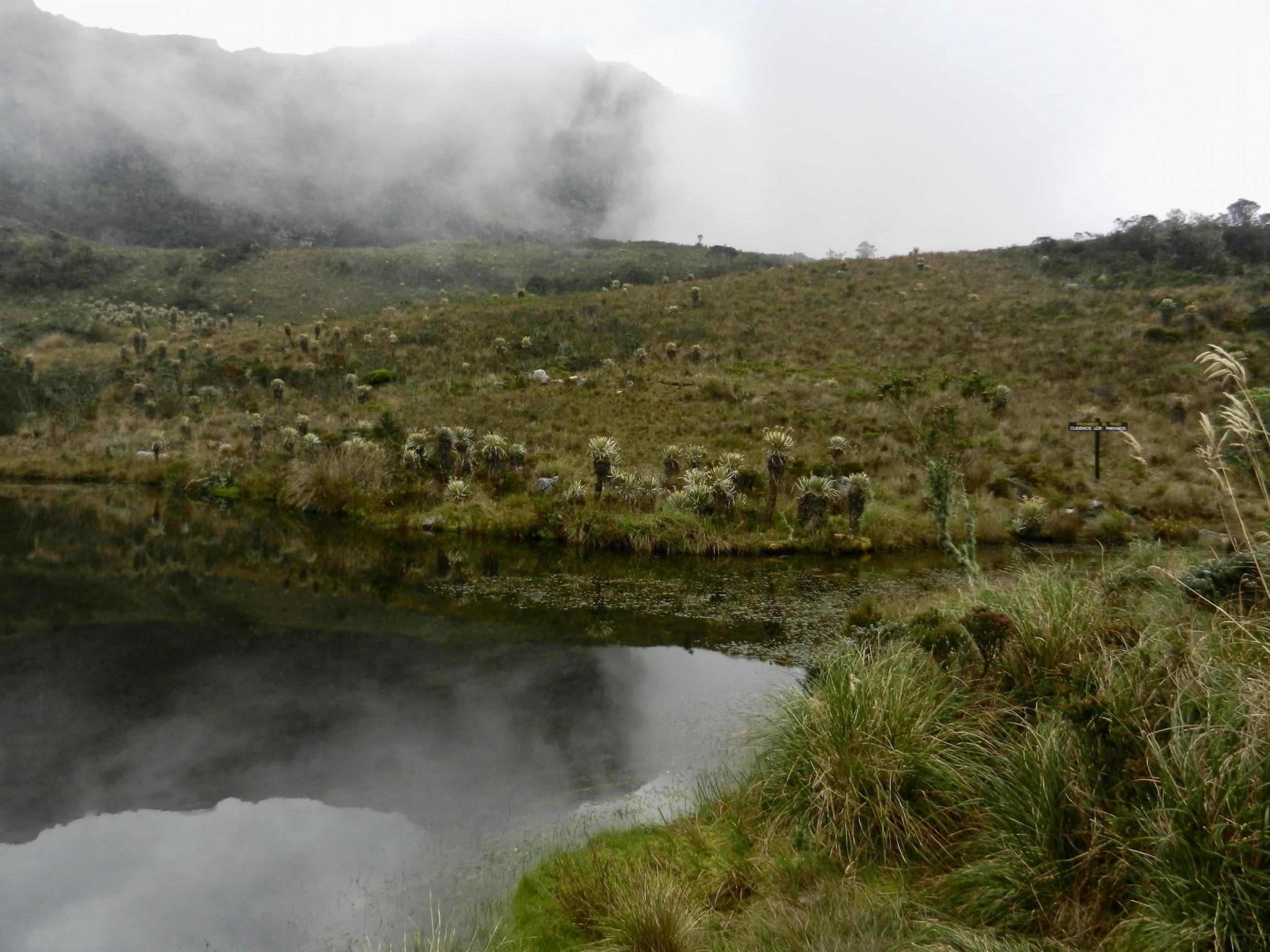 See mit dunklem Wasser hoch auf einem Berg. Um ihn ist eine Landschaft mit niedriger Vegetation, aus der Schopfrosettenbäumchen herausstechen. Eine Nebelwand bewegt sich auf den See zu.