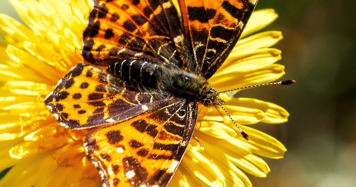 Ein Schmetterling ist Insekt des Jahres 2023: das Landkärtchen