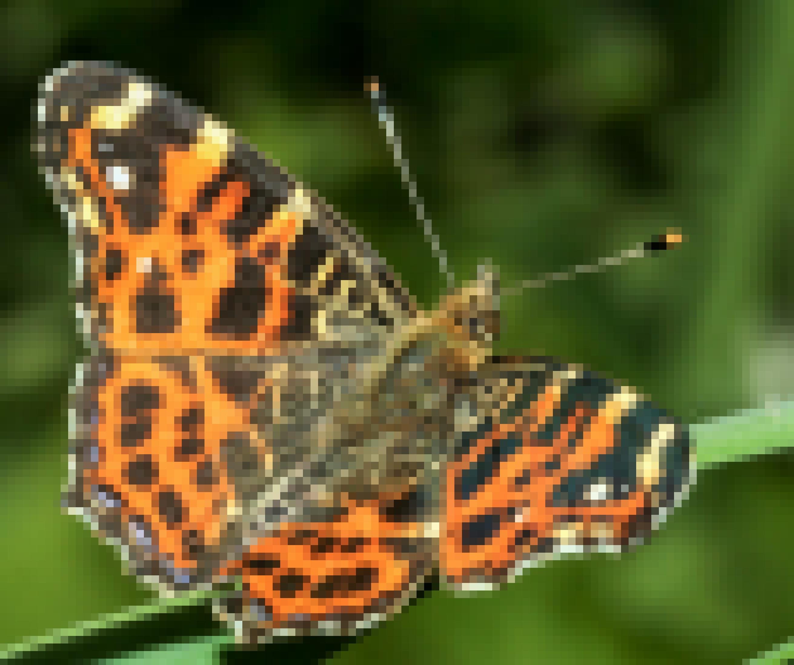 Ein Schmetterling mit orangenen Flügeln mit schwarzen Mustern.