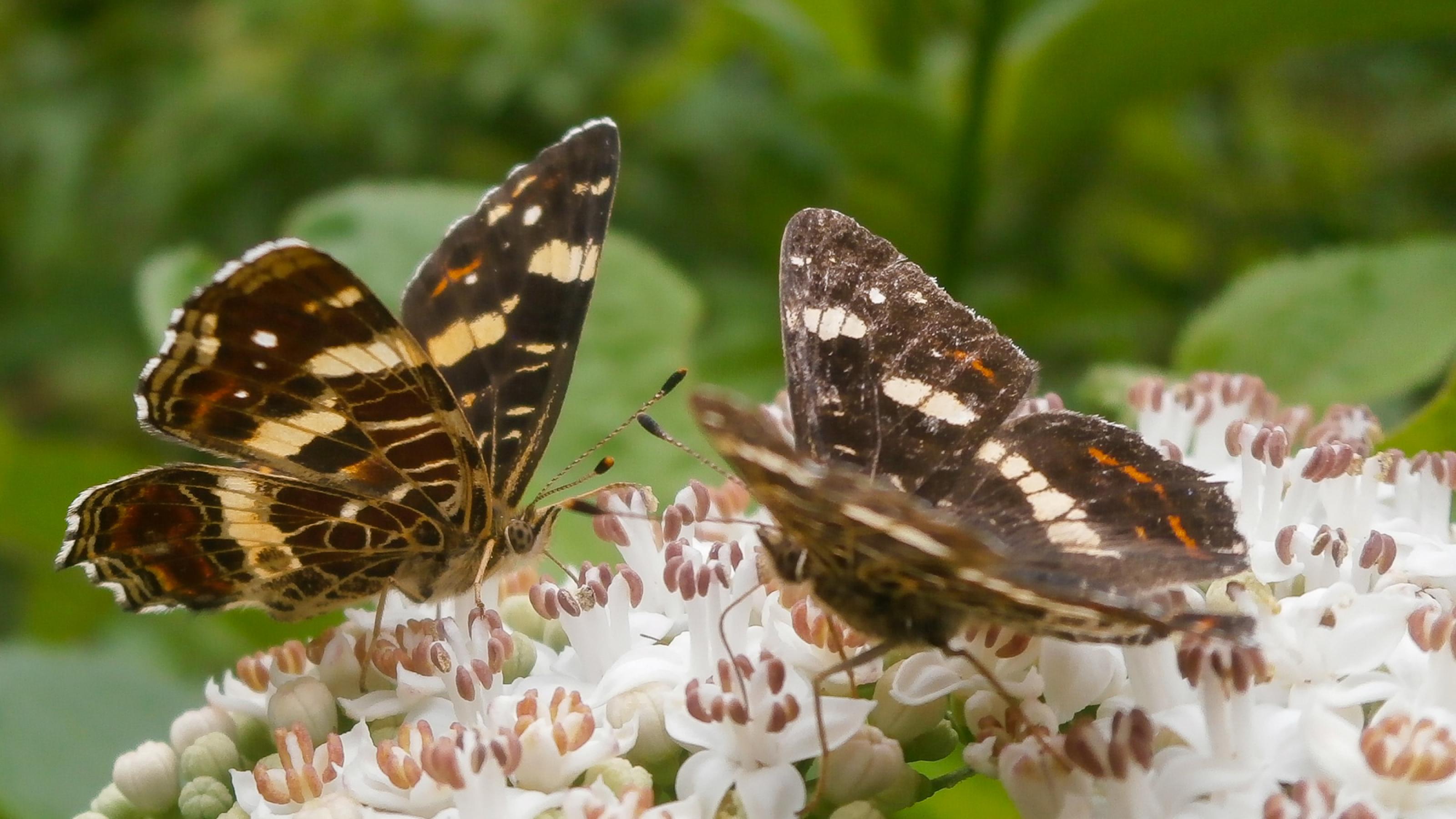 Zwei Schmetterlinge auf einer Dolde. Ihre Flügel sind dunkelbraun mit einer hellen Linie und schmalen orangenen Mustern.